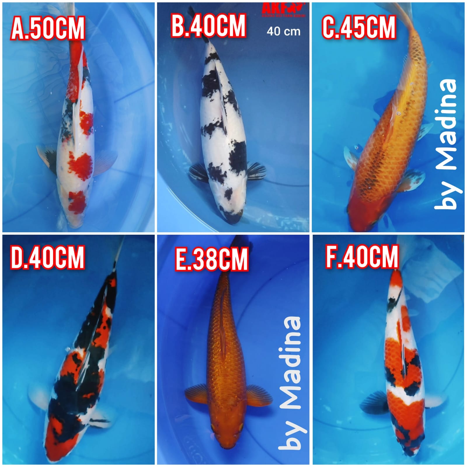 Lelang Koi Online, Jual Beli Ikan Koi, Pasar Koi Terbaik, Agen Lelang Koi, Penawaran Koi Berkualitas, Harga Jual Koi, Lelang Ikan Koi Import, Beli Koi Online, Jual Koi Murah, Koi Showroom, Penjual Koi Terpercaya, Lelang Koi Jakarta, Jual Koi Lokal, Koi Kualitas Unggul, Harga Terbaik Koi, Jual Koi Indukan, Lelang Ikan Hias Koi, Pasar Koi Indonesia, Beli Koi Berkualitas Tinggi, Koi Farm Terbesar, Jual Beli Koi Impor, Lelang Ikan Koi Kualitas Premium, Daftar Harga Koi Terbaru, Pusat Jual Beli Koi, Info Lelang Koi Hari Ini.
