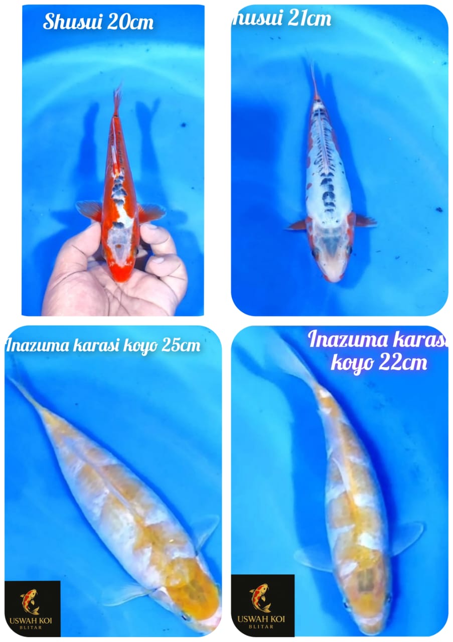 Lelang Koi Online, Jual Beli Ikan Koi, Pasar Koi Terbaik, Agen Lelang Koi, Penawaran Koi Berkualitas, Harga Jual Koi, Lelang Ikan Koi Import, Beli Koi Online, Jual Koi Murah, Koi Showroom, Penjual Koi Terpercaya, Lelang Koi Jakarta, Jual Koi Lokal, Koi Kualitas Unggul, Harga Terbaik Koi, Jual Koi Indukan, Lelang Ikan Hias Koi, Pasar Koi Indonesia, Beli Koi Berkualitas Tinggi, Koi Farm Terbesar, Jual Beli Koi Impor, Lelang Ikan Koi Kualitas Premium, Daftar Harga Koi Terbaru, Pusat Jual Beli Koi, Info Lelang Koi Hari Ini.