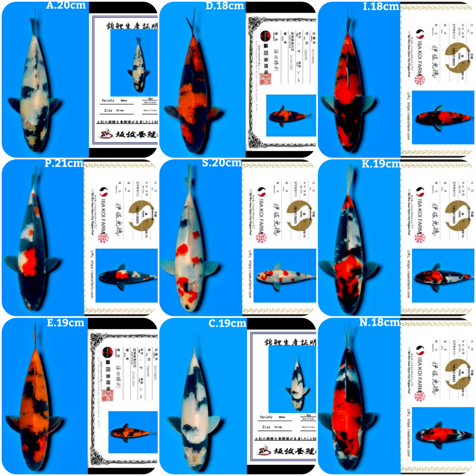 Lelang Koi Online, Jual Beli Ikan Koi, Pasar Koi Terbaik, Agen Lelang Koi, Penawaran Koi Berkualitas, Harga Jual Koi, Lelang Ikan Koi Import, Beli Koi Online, Jual Koi Murah, Koi Showroom, Penjual Koi Terpercaya, Lelang Koi Jakarta, Jual Koi Lokal, Koi Kualitas Unggul, Harga Terbaik Koi, Jual Koi Indukan, Lelang Ikan Hias Koi, Pasar Koi Indonesia, Beli Koi Berkualitas Tinggi, Koi Farm Terbesar, Jual Beli Koi Impor, Lelang Ikan Koi Kualitas Premium, Daftar Harga Koi Terbaru, Pusat Jual Beli Koi, Info Lelang Koi Hari Ini.