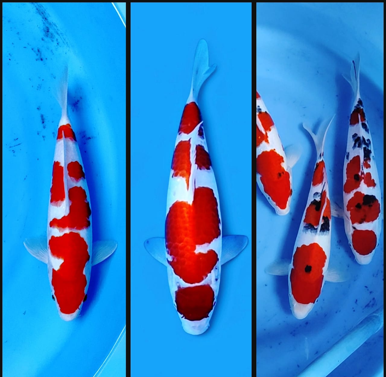 Lelang Koi Online, Jual Beli Ikan Koi, Pasar Koi Terbaik, Agen Lelang Koi, Penawaran Koi Berkualitas, Harga Jual Koi, Lelang Ikan Koi Import, Beli Koi Online, Jual Koi Murah, Koi Showroom, Penjual Koi Terpercaya, Lelang Koi Jakarta, Jual Koi Lokal, Koi Kualitas Unggul, Harga Terbaik Koi, Jual Koi Indukan, Lelang Ikan Hias Koi, Pasar Koi Indonesia, Beli Koi Berkualitas Tinggi, Koi Farm Terbesar, Jual Beli Koi Impor, Lelang Ikan Koi Kualitas Premium, Daftar Harga Koi Terbaru, Pusat Jual Beli Koi, Info Lelang Koi Hari Ini.