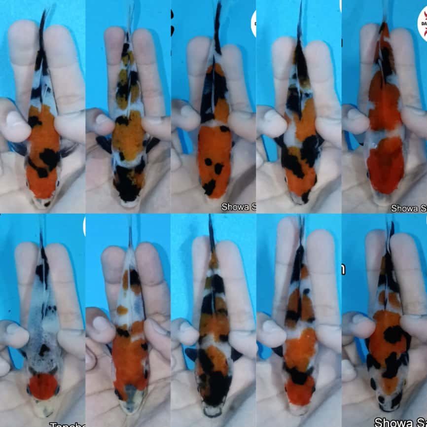 Lelang Koi Online, Jual Beli Ikan Koi, Pasar Koi Terbaik, Agen Lelang Koi, Penawaran Koi Berkualitas, Harga Jual Koi, Lelang Ikan Koi Import, Beli Koi Online, Jual Koi Murah, Koi Showroom, Penjual Koi Terpercaya, Lelang Koi Jakarta, Jual Koi Lokal, Koi Kualitas Unggul, Harga Terbaik Koi, Jual Koi Indukan, Lelang Ikan Hias Koi, Pasar Koi Indonesia, Beli Koi Berkualitas Tinggi, Koi Farm Terbesar, Jual Beli Koi Impor, Lelang Ikan Koi Kualitas Premium, Daftar Harga Koi Terbaru, Pusat Jual Beli Koi, Info Lelang Koi Hari Ini.