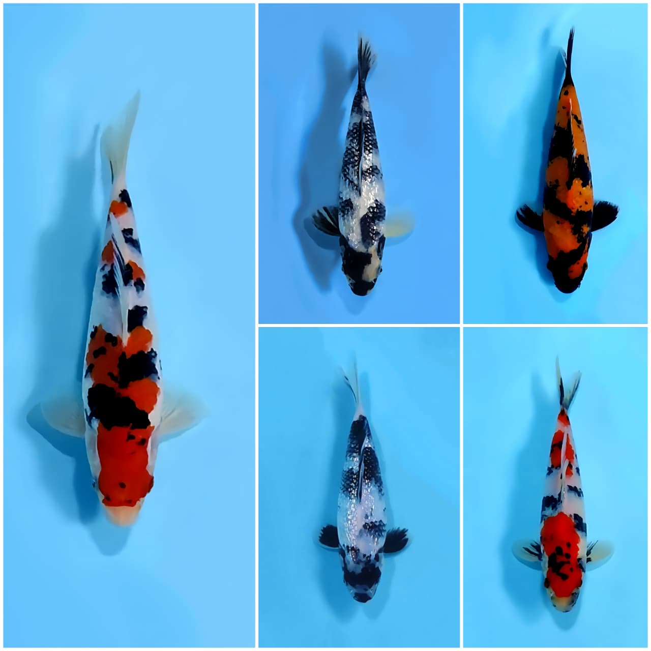 Lelang Koi Online, Jual Beli Ikan Koi, Pasar Koi Terbaik, Agen Lelang Koi, Penawaran Koi Berkualitas, Harga Jual Koi, Lelang Ikan Koi Import, Beli Koi Online, Jual Koi Murah, Koi Showroom, Penjual Koi Terpercaya, Lelang Koi Jakarta, Jual Koi Lokal, Koi Kualitas Unggul, Harga Terbaik Koi, Jual Koi Indukan, Lelang Ikan Hias Koi, Pasar Koi Indonesia, Beli Koi Berkualitas Tinggi, Koi Farm Terbesar, Jual Beli Koi Impor, Lelang Ikan Koi Kualitas Premium, Daftar Harga Koi Terbaru, Pusat Jual Beli Koi, Info Lelang Koi Hari Ini.