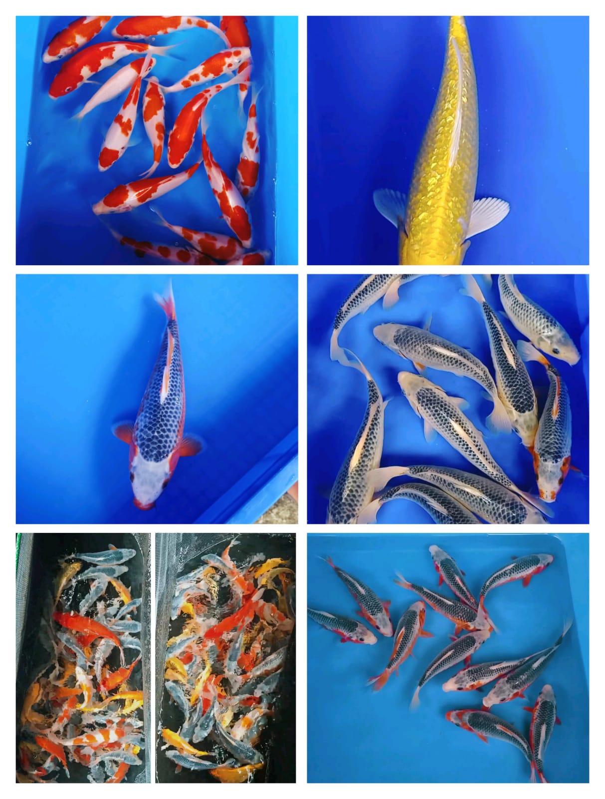 Lelang Koi Online, Jual Beli Ikan Koi, Pasar Koi Terbaik, Agen Lelang Koi, Penawaran Koi Berkualitas, Harga Jual Koi, Lelang Ikan Koi Import, Beli Koi Online, Jual Koi Murah, Koi Showroom, Penjual Koi Terpercaya, Lelang Koi Jakarta, Jual Koi Lokal, Koi Kualitas Unggul, Harga Terbaik Koi, Jual Koi Indukan, Lelang Ikan Hias Koi, Pasar Koi Indonesia, Beli Koi Berkualitas Tinggi, Koi Farm Terbesar, Jual Beli Koi Impor, Lelang Ikan Koi Kualitas Premium, Daftar Harga Koi Terbaru, Pusat Jual Beli Koi, Info Lelang Koi Hari Ini.