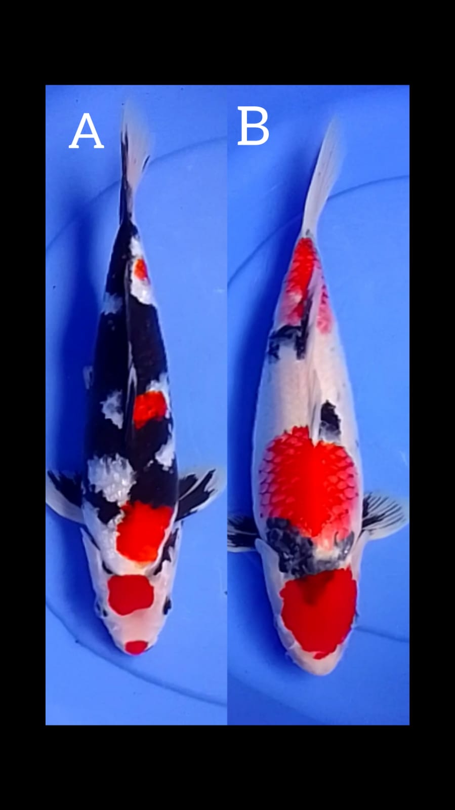 Lelang Koi Online, Jual Beli Ikan Koi, Pasar Koi Terbaik, Agen Lelang Koi, Penawaran Koi Berkualitas, Harga Jual Koi, Lelang Ikan Koi Import, Beli Koi Online, Jual Koi Murah, Koi Showroom, Penjual Koi Terpercaya, Lelang Koi Jakarta, Jual Koi Lokal, Koi Kualitas Unggul, Harga Terbaik Koi, Jual Koi Indukan, Lelang Ikan Hias Koi, Pasar Koi Indonesia, Beli Koi Berkualitas Tinggi, Koi Farm Terbesar, Jual Beli Koi Impor, Lelang Ikan Koi Kualitas Premium, Daftar Harga Koi Terbaru, Pusat Jual Beli Koi, Info Lelang Koi Hari Ini.