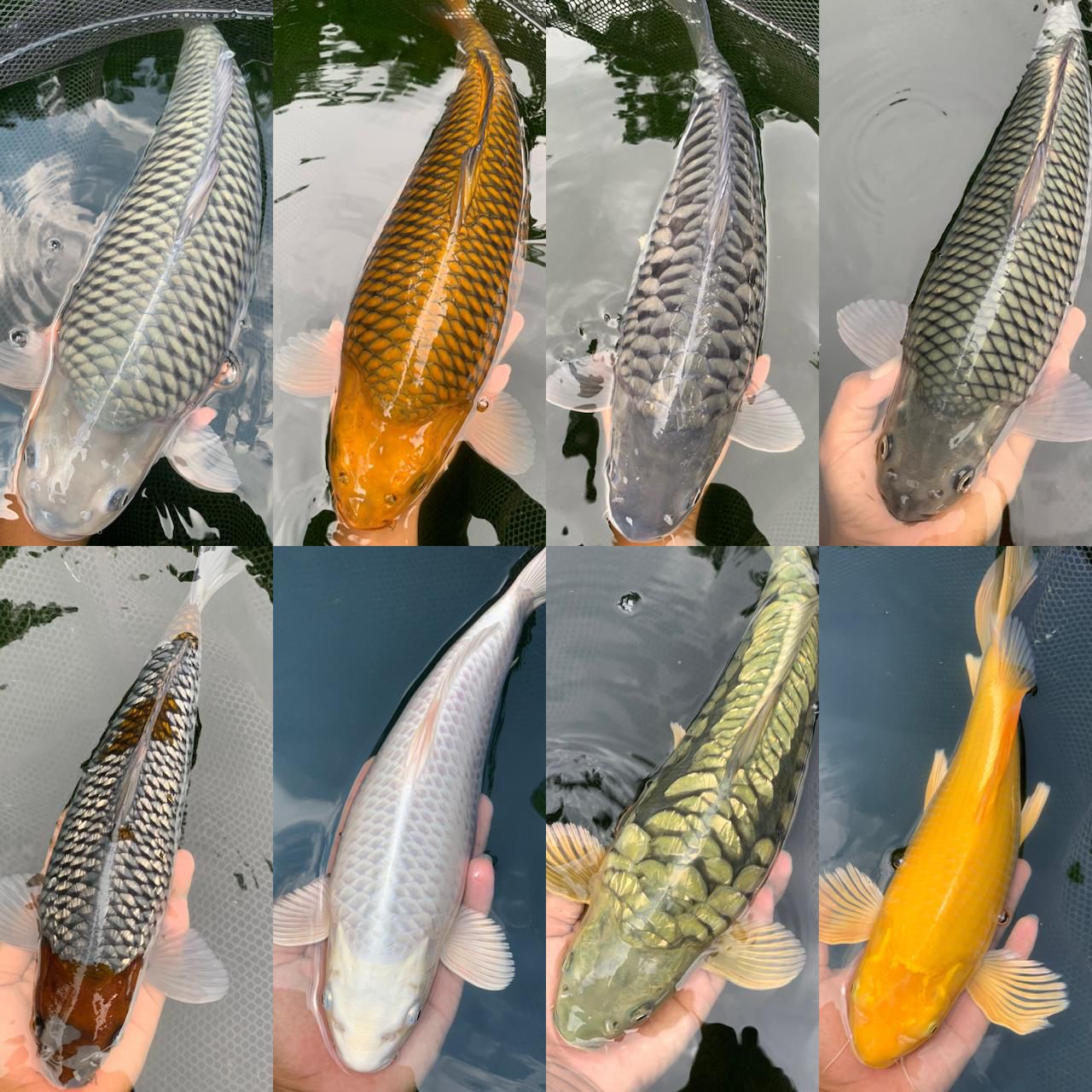 Lelang Koi Online, Jual Beli Ikan Koi, Pasar Koi Terbaik, Agen Lelang Koi, Penawaran Koi Berkualitas, Harga Jual Koi, Lelang Ikan Koi Import, Beli Koi Online, Jual Koi Murah, Koi Showroom, Penjual Koi Terpercaya, Lelang Koi Jakarta, Jual Koi Lokal, Koi Kualitas Unggul, Harga Terbaik Koi, Jual Koi Indukan, Lelang Ikan Hias Koi, Pasar Koi Indonesia, Beli Koi Berkualitas Tinggi, Koi Farm Terbesar, Jual Beli Koi Impor, Lelang Ikan Koi Kualitas Premium, Daftar Harga Koi Terbaru, Pusat Jual Beli Koi, Info Lelang Koi Hari Ini.