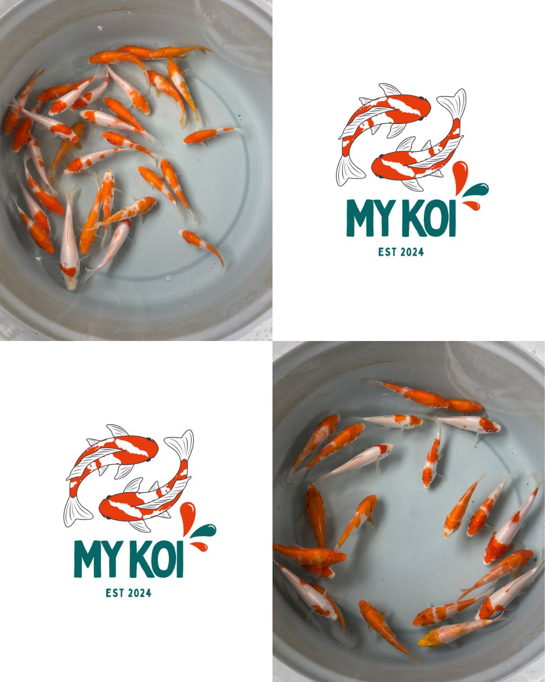 Lelang Koi Online, Jual Beli Ikan Koi, Pasar Koi Terbaik, Agen Lelang Koi, Penawaran Koi Berkualitas, Harga Jual Koi, Lelang Ikan Koi Import, Beli Koi Online, Jual Koi Murah, Koi Showroom, Penjual Koi Terpercaya, Lelang Koi Jakarta, Jual Koi Lokal, Koi Kualitas Unggul, Harga Terbaik Koi, Jual Koi Indukan, Lelang Ikan Hias Koi, Pasar Koi Indonesia, Beli Koi Berkualitas Tinggi, Koi Farm Terbesar, Jual Beli Koi Impor, Lelang Ikan Koi Kualitas Premium, Daftar Harga Koi Terbaru, Pusat Jual Beli Koi, Info Lelang Koi Hari Ini.