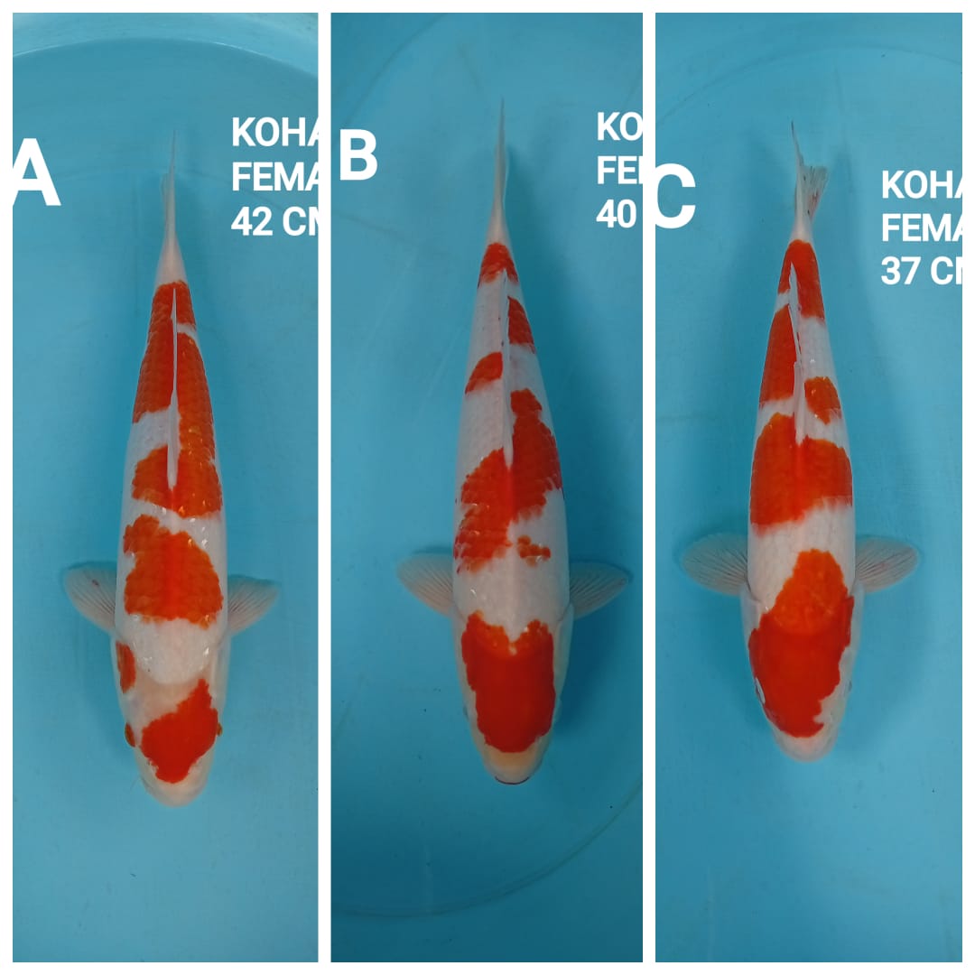 Lelang Koi Online, Jual Beli Ikan Koi, Pasar Koi Terbaik, Agen Lelang Koi, Penawaran Koi Berkualitas, Harga Jual Koi, Lelang Ikan Koi Import, Beli Koi Online, Jual Koi Murah, Koi Showroom, Penjual Koi Terpercaya, Lelang Koi Jakarta, Jual Koi Lokal, Koi Kualitas Unggul, Harga Terbaik Koi, Jual Koi Indukan, Lelang Ikan Hias Koi, Pasar Koi Indonesia, Beli Koi Berkualitas Tinggi, Koi Farm Terbesar, Jual Beli Koi Impor, Lelang Ikan Koi Kualitas Premium, Daftar Harga Koi Terbaru, Pusat Jual Beli Koi, Info Lelang Koi Hari Ini.