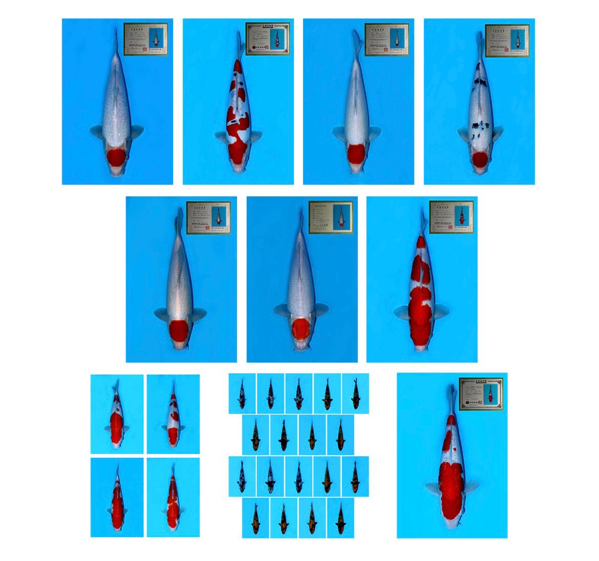 Lelang Koi Online, Jual Beli Ikan Koi, Pasar Koi Terbaik, Agen Lelang Koi, Penawaran Koi Berkualitas, Harga Jual Koi, Lelang Ikan Koi Import, Beli Koi Online, Jual Koi Murah, Koi Showroom, Penjual Koi Terpercaya, Lelang Koi Jakarta, Jual Koi Lokal, Koi Kualitas Unggul, Harga Terbaik Koi, Jual Koi Indukan, Lelang Ikan Hias Koi, Pasar Koi Indonesia, Beli Koi Berkualitas Tinggi, Koi Farm Terbesar, Jual Beli Koi Impor, Lelang Ikan Koi Kualitas Premium, Daftar Harga Koi Terbaru, Pusat Jual Beli Koi, Info Lelang Koi Hari Ini.