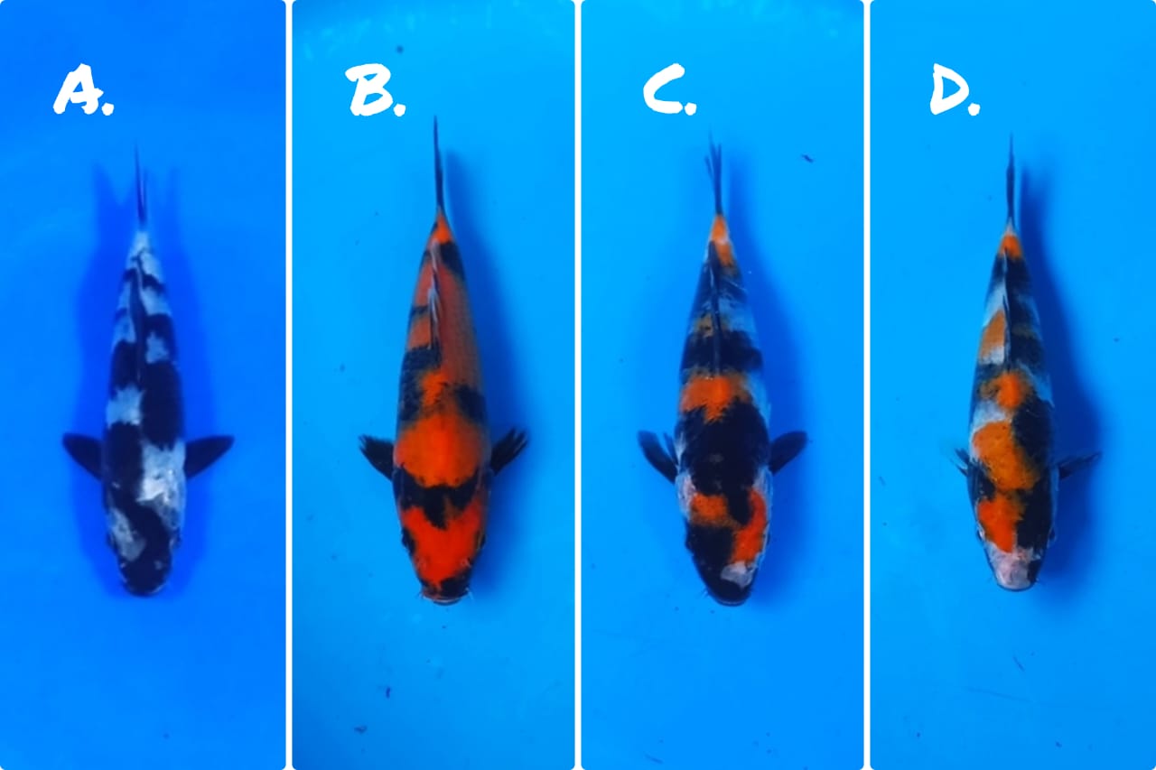 Lelang Koi Online, Jual Beli Ikan Koi, Pasar Koi Terbaik, Agen Lelang Koi, Penawaran Koi Berkualitas, Harga Jual Koi, Lelang Ikan Koi Import, Beli Koi Online, Jual Koi Murah, Koi Showroom, Penjual Koi Terpercaya, Lelang Koi Jakarta, Jual Koi Lokal, Koi Kualitas Unggul, Harga Terbaik Koi, Jual Koi Indukan, Lelang Ikan Hias Koi, Pasar Koi Indonesia, Beli Koi Berkualitas Tinggi, Koi Farm Terbesar, Jual Beli Koi Impor, Lelang Ikan Koi Kualitas Premium, Daftar Harga Koi Terbaru, Pusat Jual Beli Koi, Info Lelang Koi Hari Ini.