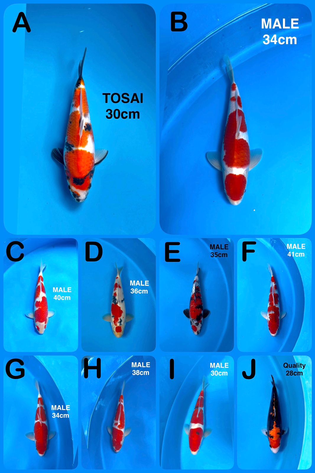 Lelang Koi Online, Jual Beli Ikan Koi, Pasar Koi Terbaik, Agen Lelang Koi, Penawaran Koi Berkualitas, Harga Jual Koi, Lelang Ikan Koi Import, Beli Koi Online, Jual Koi Murah, Koi Showroom, Penjual Koi Terpercaya, Lelang Koi Jakarta, Jual Koi Lokal, Koi Kualitas Unggul, Harga Terbaik Koi, Jual Koi Indukan, Lelang Ikan Hias Koi, Pasar Koi Indonesia, Beli Koi Berkualitas Tinggi, Koi Farm Terbesar, Jual Beli Koi Impor, Lelang Ikan Koi Kualitas Premium, Daftar Harga Koi Terbaru, Pusat Jual Beli Koi, Info Lelang Koi Hari Ini.