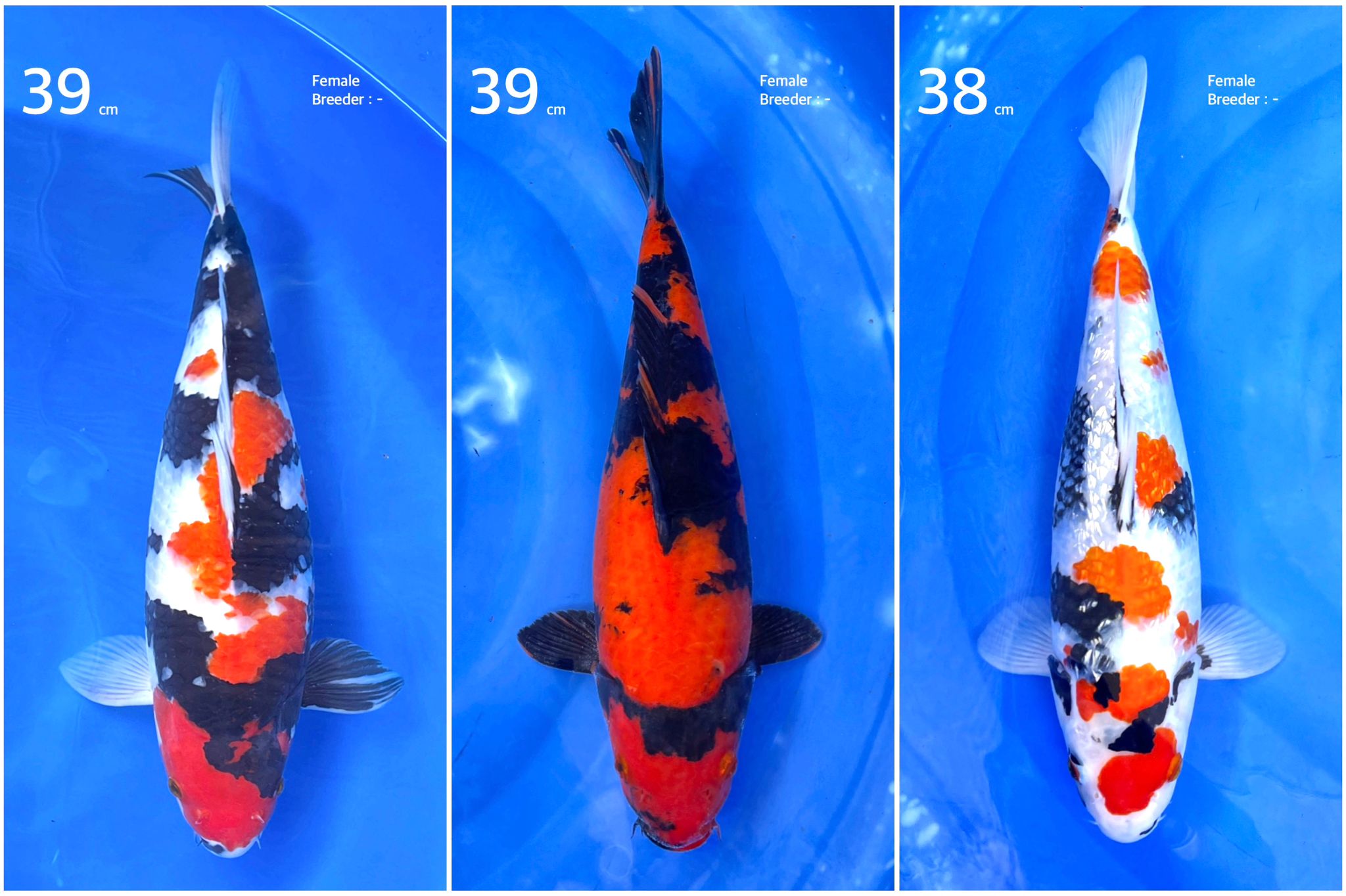 Lelang Koi Online, Jual Beli Ikan Koi, Pasar Koi Terbaik, Agen Lelang Koi, Penawaran Koi Berkualitas, Harga Jual Koi, Lelang Ikan Koi Import, Beli Koi Online, Jual Koi Murah, Koi Showroom, Penjual Koi Terpercaya, Lelang Koi Jakarta, Jual Koi Lokal, Koi Kualitas Unggul, Harga Terbaik Koi, Jual Koi Indukan, Lelang Ikan Hias Koi, Pasar Koi Indonesia, Beli Koi Berkualitas Tinggi, Koi Farm Terbesar, Jual Beli Koi Impor, Lelang Ikan Koi Kualitas Premium, Daftar Harga Koi Terbaru, Pusat Jual Beli Koi, Info Lelang Koi Hari Ini.