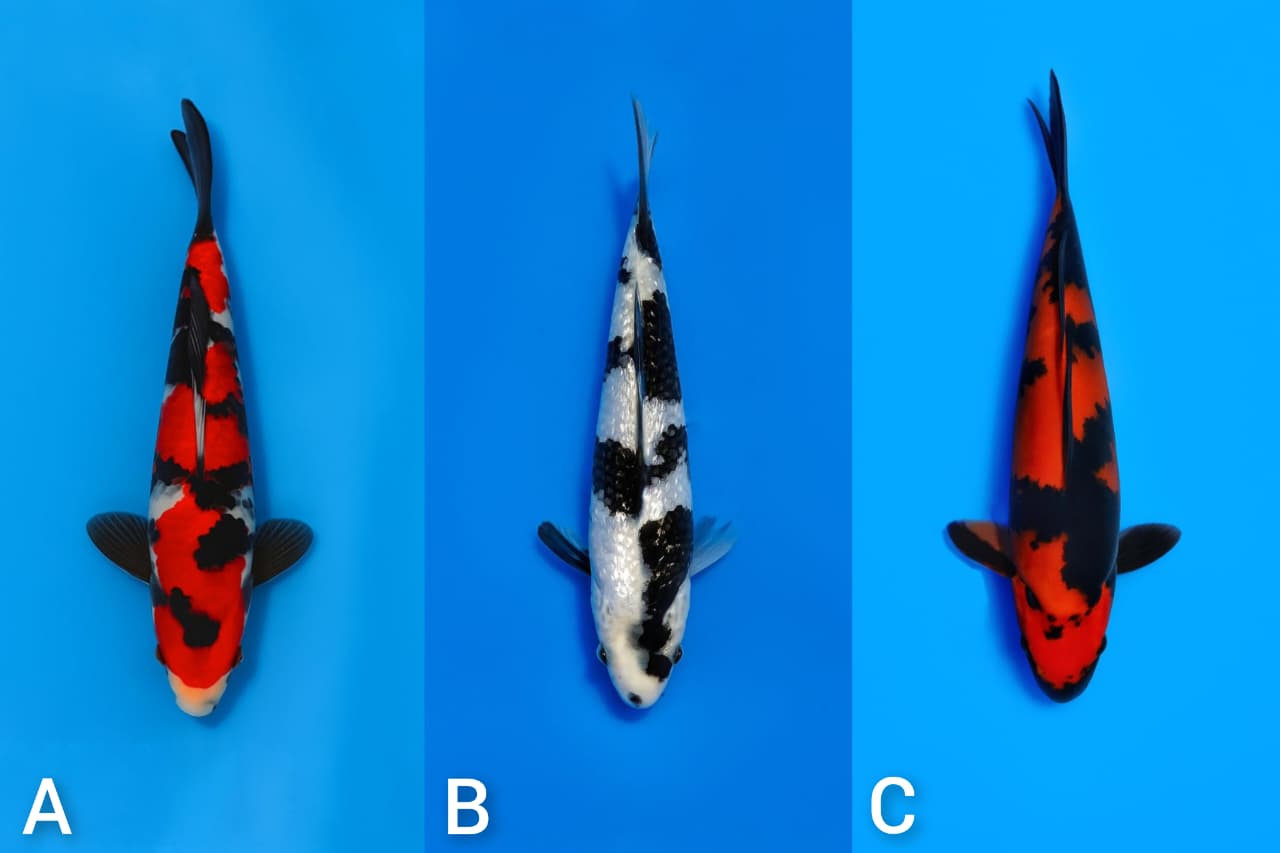 Lelang Koi Online, Jual Beli Ikan Koi, Pasar Koi Terbaik, Agen Lelang Koi, Penawaran Koi Berkualitas, Harga Jual Koi, Lelang Ikan Koi Import, Beli Koi Online, Jual Koi Murah, Koi Showroom, Penjual Koi Terpercaya, Lelang Koi Jakarta, Jual Koi Lokal, Koi Kualitas Unggul, Harga Terbaik Koi, Jual Koi Indukan, Lelang Ikan Hias Koi, Pasar Koi Indonesia, Beli Koi Berkualitas Tinggi, Koi Farm Terbesar, Jual Beli Koi Impor, Lelang Ikan Koi Kualitas Premium, Daftar Harga Koi Terbaru, Pusat Jual Beli Koi, Info Lelang Koi Hari Ini.