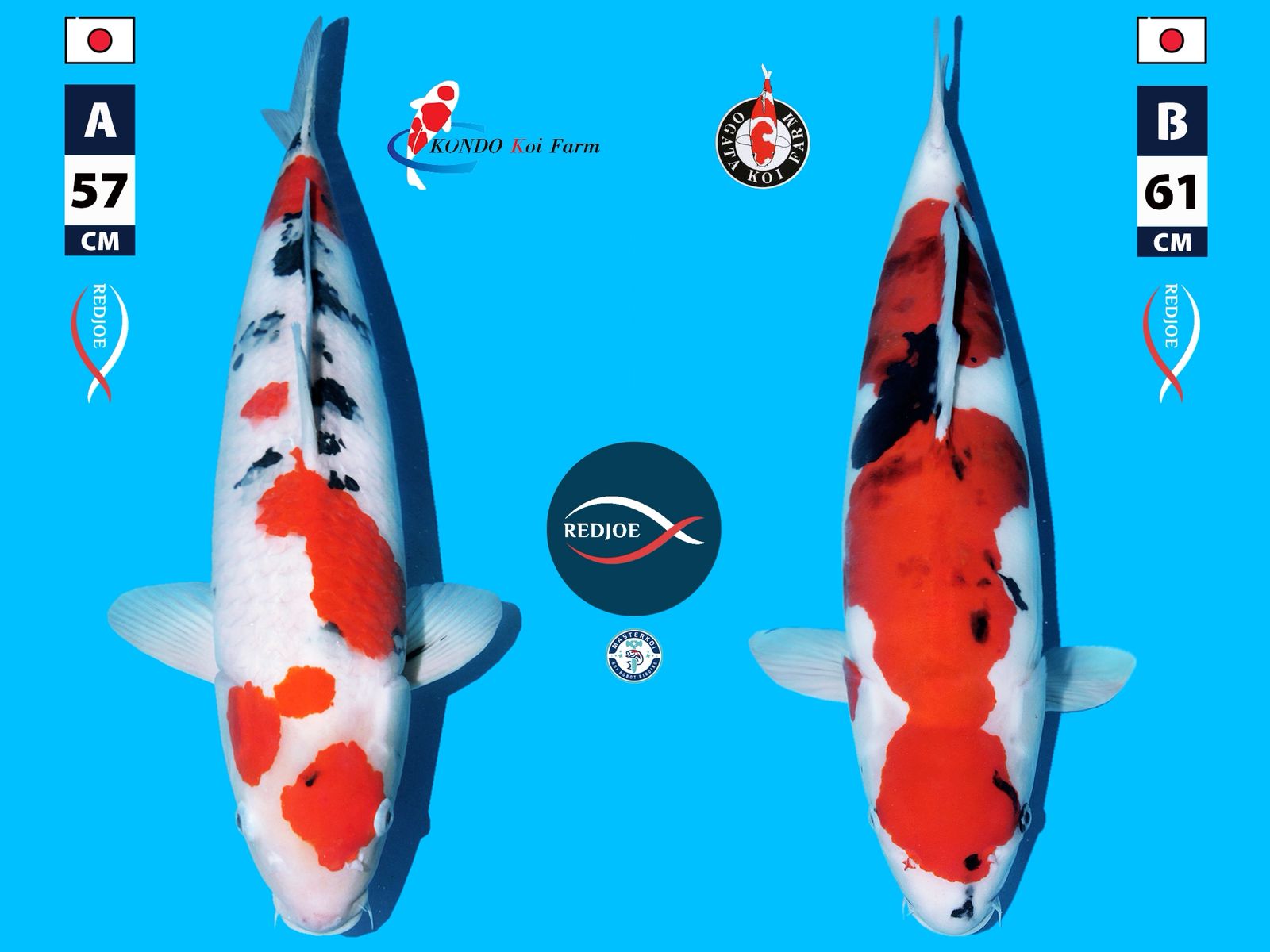 Lelang Koi Online, Jual Beli Ikan Koi, Pasar Koi Terbaik, Agen Lelang Koi, Penawaran Koi Berkualitas, Harga Jual Koi, Lelang Ikan Koi Import, Beli Koi Online, Jual Koi Murah, Koi Showroom, Penjual Koi Terpercaya, Lelang Koi Jakarta, Jual Koi Lokal, Koi Kualitas Unggul, Harga Terbaik Koi, Jual Koi Indukan, Lelang Ikan Hias Koi, Pasar Koi Indonesia, Beli Koi Berkualitas Tinggi, Koi Farm Terbesar, Jual Beli Koi Impor, Lelang Ikan Koi Kualitas Premium, Daftar Harga Koi Terbaru, Pusat Jual Beli Koi, Info Lelang Koi Hari Ini.