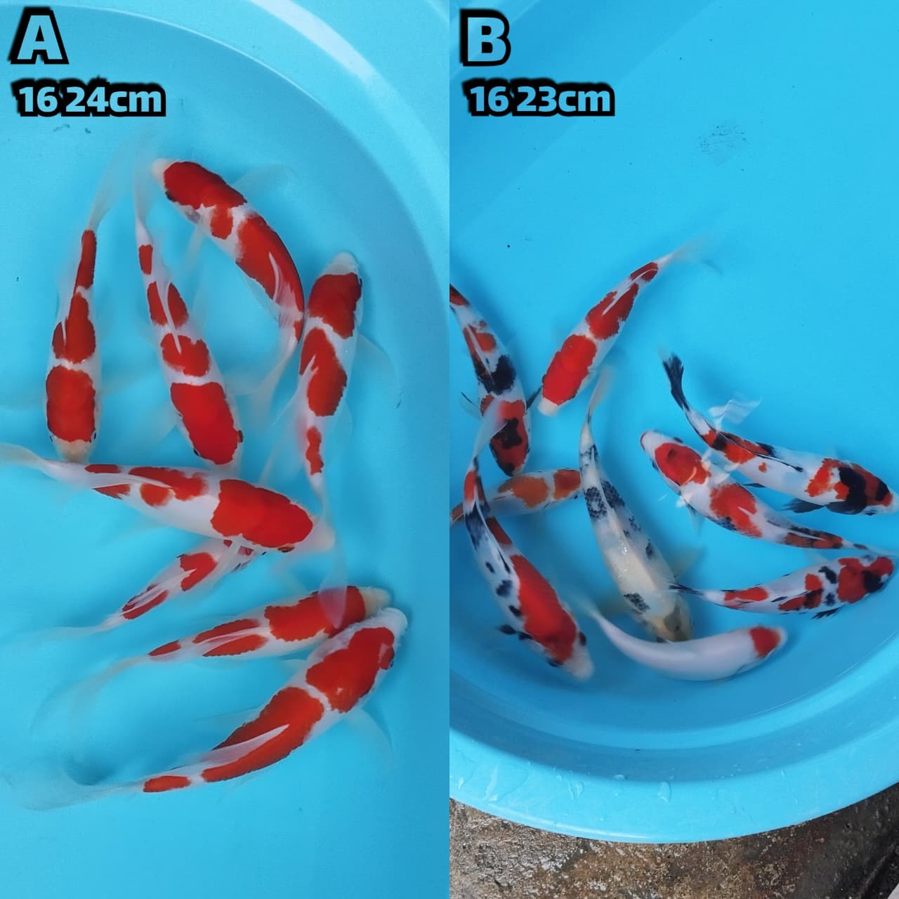 Lelang Koi Online, Jual Beli Ikan Koi, Pasar Koi Terbaik, Agen Lelang Koi, Penawaran Koi Berkualitas, Harga Jual Koi, Lelang Ikan Koi Import, Beli Koi Online, Jual Koi Murah, Koi Showroom, Penjual Koi Terpercaya, Lelang Koi Jakarta, Jual Koi Lokal, Koi Kualitas Unggul, Harga Terbaik Koi, Jual Koi Indukan, Lelang Ikan Hias Koi, Pasar Koi Indonesia, Beli Koi Berkualitas Tinggi, Koi Farm Terbesar, Jual Beli Koi Impor, Lelang Ikan Koi Kualitas Premium, Daftar Harga Koi Terbaru, Pusat Jual Beli Koi, Info Lelang Koi Hari Ini.