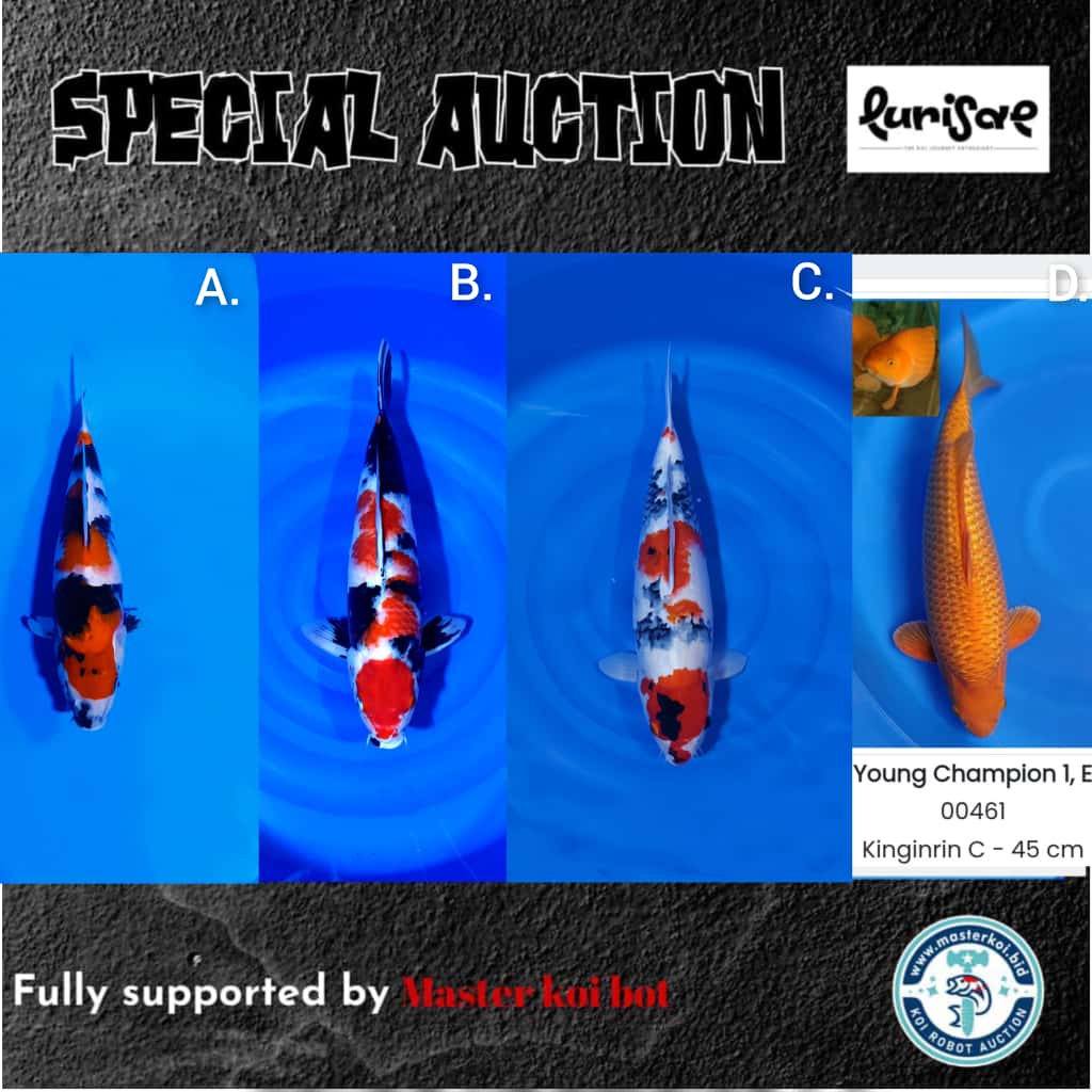 Lelang Koi Online, Jual Beli Ikan Koi, Pasar Koi Terbaik, Agen Lelang Koi, Penawaran Koi Berkualitas, Harga Jual Koi, Lelang Ikan Koi Import, Beli Koi Online, Jual Koi Murah, Koi Showroom, Penjual Koi Terpercaya, Lelang Koi Jakarta, Jual Koi Lokal, Koi Kualitas Unggul, Harga Terbaik Koi, Jual Koi Indukan, Lelang Ikan Hias Koi, Pasar Koi Indonesia, Beli Koi Berkualitas Tinggi, Koi Farm Terbesar, Jual Beli Koi Impor, Lelang Ikan Koi Kualitas Premium, Daftar Harga Koi Terbaru, Pusat Jual Beli Koi, Info Lelang Koi Hari Ini.