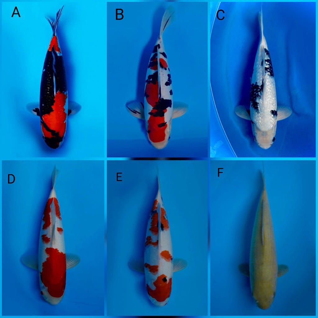 Lelang Koi Online, Jual Beli Ikan Koi, Pasar Koi Terbaik, Agen Lelang Koi, Penawaran Koi Berkualitas, Harga Jual Koi, Lelang Ikan Koi Import, Beli Koi Online, Jual Koi Murah, Koi Showroom, Penjual Koi Terpercaya, Lelang Koi Jakarta, Jual Koi Lokal, Koi Kualitas Unggul, Harga Terbaik Koi, Jual Koi Indukan, Lelang Ikan Hias Koi, Pasar Koi Indonesia, Beli Koi Berkualitas Tinggi, Koi Farm Terbesar, Jual Beli Koi Impor, Lelang Ikan Koi Kualitas Premium, Daftar Harga Koi Terbaru, Pusat Jual Beli Koi, Info Lelang Koi Hari Ini.