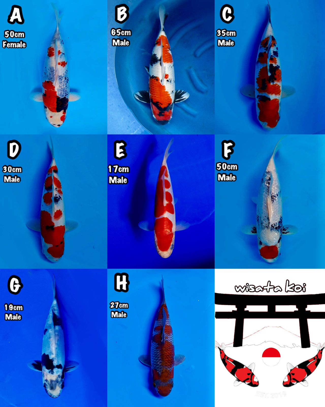 Lelang Koi Online, Jual Beli Ikan Koi, Pasar Koi Terbaik, Agen Lelang Koi, Penawaran Koi Berkualitas, Harga Jual Koi, Lelang Ikan Koi Import, Beli Koi Online, Jual Koi Murah, Koi Showroom, Penjual Koi Terpercaya, Lelang Koi Jakarta, Jual Koi Lokal, Koi Kualitas Unggul, Harga Terbaik Koi, Jual Koi Indukan, Lelang Ikan Hias Koi, Pasar Koi Indonesia, Beli Koi Berkualitas Tinggi, Koi Farm Terbesar, Jual Beli Koi Impor, Lelang Ikan Koi Kualitas Premium, Daftar Harga Koi Terbaru, Pusat Jual Beli Koi, Info Lelang Koi Hari Ini.