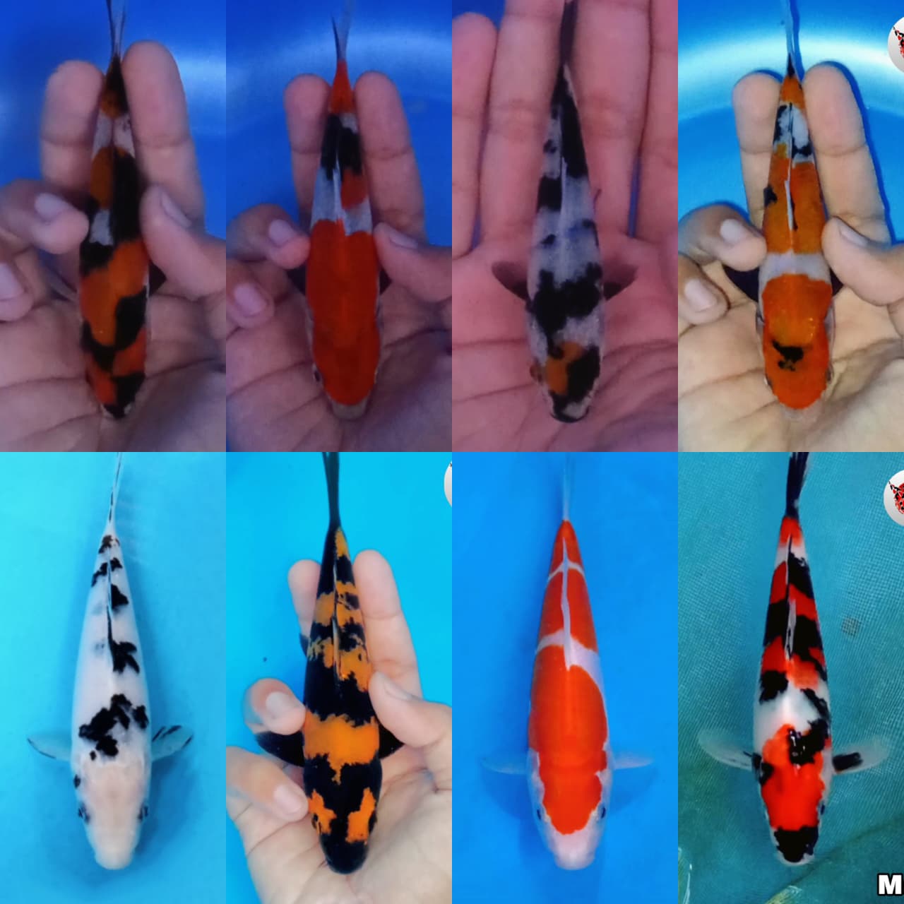 Lelang Koi Online, Jual Beli Ikan Koi, Pasar Koi Terbaik, Agen Lelang Koi, Penawaran Koi Berkualitas, Harga Jual Koi, Lelang Ikan Koi Import, Beli Koi Online, Jual Koi Murah, Koi Showroom, Penjual Koi Terpercaya, Lelang Koi Jakarta, Jual Koi Lokal, Koi Kualitas Unggul, Harga Terbaik Koi, Jual Koi Indukan, Lelang Ikan Hias Koi, Pasar Koi Indonesia, Beli Koi Berkualitas Tinggi, Koi Farm Terbesar, Jual Beli Koi Impor, Lelang Ikan Koi Kualitas Premium, Daftar Harga Koi Terbaru, Pusat Jual Beli Koi, Info Lelang Koi Hari Ini.