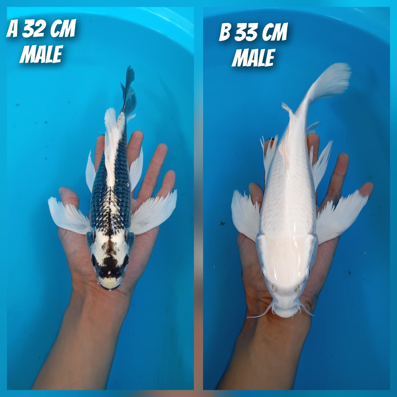 Lelang Koi Online, Jual Beli Ikan Koi, Pasar Koi Terbaik, Agen Lelang Koi, Penawaran Koi Berkualitas, Harga Jual Koi, Lelang Ikan Koi Import, Beli Koi Online, Jual Koi Murah, Koi Showroom, Penjual Koi Terpercaya, Lelang Koi Jakarta, Jual Koi Lokal, Koi Kualitas Unggul, Harga Terbaik Koi, Jual Koi Indukan, Lelang Ikan Hias Koi, Pasar Koi Indonesia, Beli Koi Berkualitas Tinggi, Koi Farm Terbesar, Jual Beli Koi Impor, Lelang Ikan Koi Kualitas Premium, Daftar Harga Koi Terbaru, Pusat Jual Beli Koi, Info Lelang Koi Hari Ini.