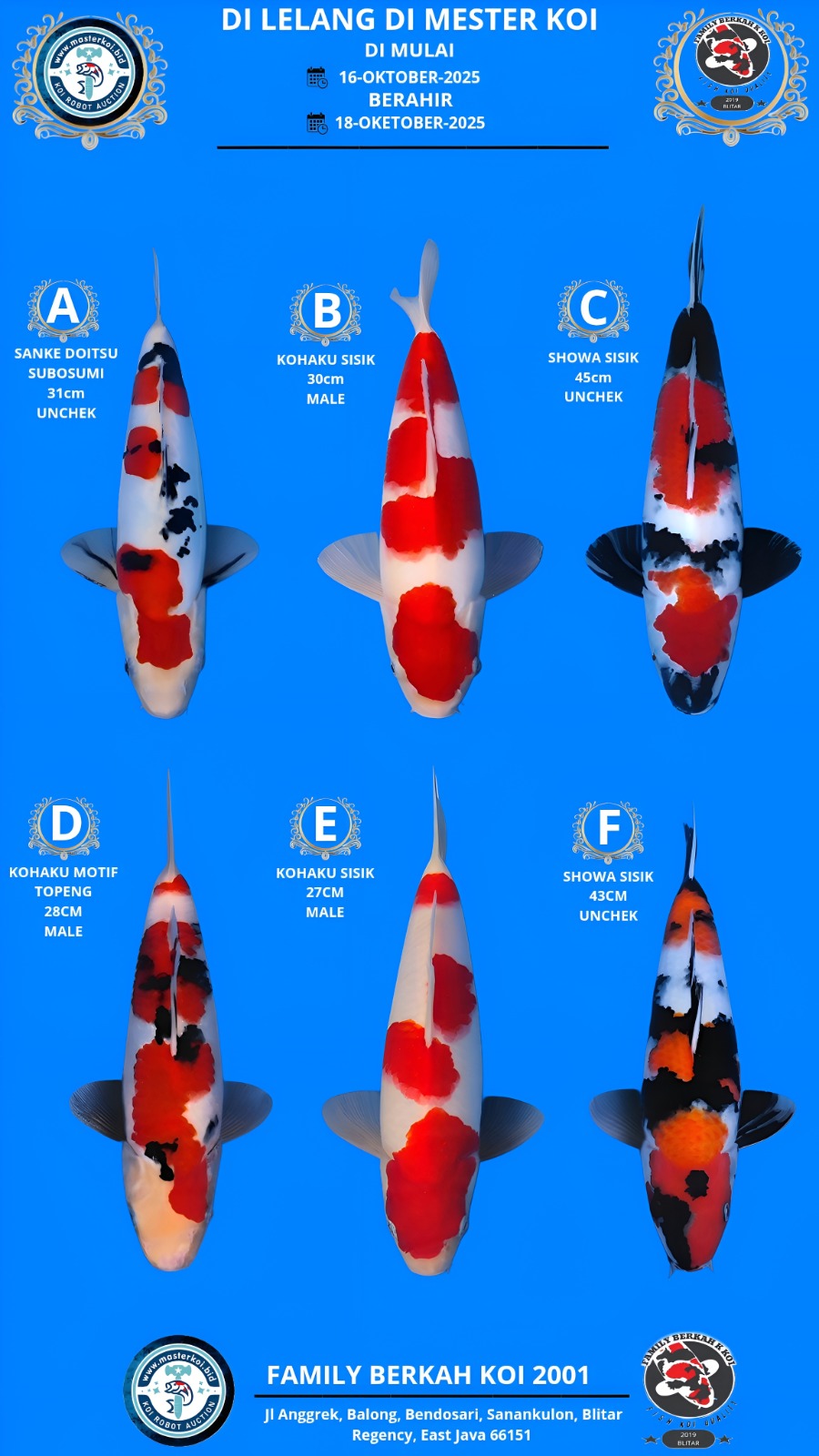 Lelang Koi Online, Jual Beli Ikan Koi, Pasar Koi Terbaik, Agen Lelang Koi, Penawaran Koi Berkualitas, Harga Jual Koi, Lelang Ikan Koi Import, Beli Koi Online, Jual Koi Murah, Koi Showroom, Penjual Koi Terpercaya, Lelang Koi Jakarta, Jual Koi Lokal, Koi Kualitas Unggul, Harga Terbaik Koi, Jual Koi Indukan, Lelang Ikan Hias Koi, Pasar Koi Indonesia, Beli Koi Berkualitas Tinggi, Koi Farm Terbesar, Jual Beli Koi Impor, Lelang Ikan Koi Kualitas Premium, Daftar Harga Koi Terbaru, Pusat Jual Beli Koi, Info Lelang Koi Hari Ini.