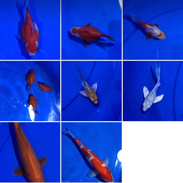 Lelang Koi Online, Jual Beli Ikan Koi, Pasar Koi Terbaik, Agen Lelang Koi, Penawaran Koi Berkualitas, Harga Jual Koi, Lelang Ikan Koi Import, Beli Koi Online, Jual Koi Murah, Koi Showroom, Penjual Koi Terpercaya, Lelang Koi Jakarta, Jual Koi Lokal, Koi Kualitas Unggul, Harga Terbaik Koi, Jual Koi Indukan, Lelang Ikan Hias Koi, Pasar Koi Indonesia, Beli Koi Berkualitas Tinggi, Koi Farm Terbesar, Jual Beli Koi Impor, Lelang Ikan Koi Kualitas Premium, Daftar Harga Koi Terbaru, Pusat Jual Beli Koi, Info Lelang Koi Hari Ini.