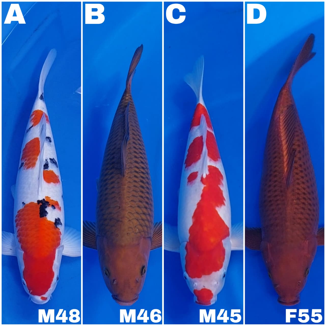 Lelang Koi Online, Jual Beli Ikan Koi, Pasar Koi Terbaik, Agen Lelang Koi, Penawaran Koi Berkualitas, Harga Jual Koi, Lelang Ikan Koi Import, Beli Koi Online, Jual Koi Murah, Koi Showroom, Penjual Koi Terpercaya, Lelang Koi Jakarta, Jual Koi Lokal, Koi Kualitas Unggul, Harga Terbaik Koi, Jual Koi Indukan, Lelang Ikan Hias Koi, Pasar Koi Indonesia, Beli Koi Berkualitas Tinggi, Koi Farm Terbesar, Jual Beli Koi Impor, Lelang Ikan Koi Kualitas Premium, Daftar Harga Koi Terbaru, Pusat Jual Beli Koi, Info Lelang Koi Hari Ini.