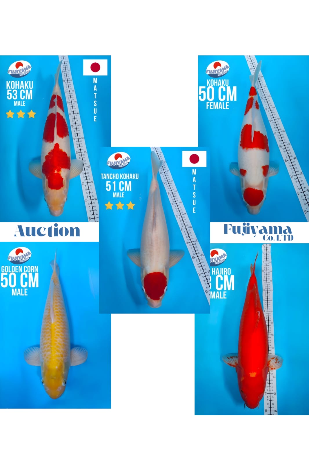 Lelang Koi Online, Jual Beli Ikan Koi, Pasar Koi Terbaik, Agen Lelang Koi, Penawaran Koi Berkualitas, Harga Jual Koi, Lelang Ikan Koi Import, Beli Koi Online, Jual Koi Murah, Koi Showroom, Penjual Koi Terpercaya, Lelang Koi Jakarta, Jual Koi Lokal, Koi Kualitas Unggul, Harga Terbaik Koi, Jual Koi Indukan, Lelang Ikan Hias Koi, Pasar Koi Indonesia, Beli Koi Berkualitas Tinggi, Koi Farm Terbesar, Jual Beli Koi Impor, Lelang Ikan Koi Kualitas Premium, Daftar Harga Koi Terbaru, Pusat Jual Beli Koi, Info Lelang Koi Hari Ini.