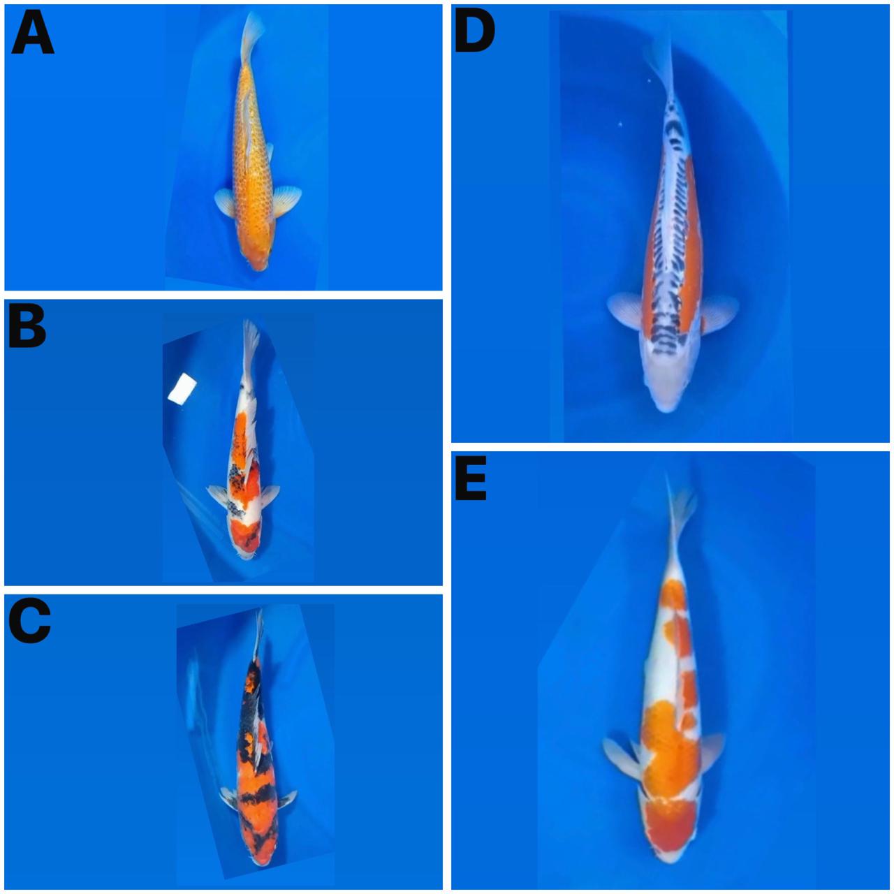 Lelang Koi Online, Jual Beli Ikan Koi, Pasar Koi Terbaik, Agen Lelang Koi, Penawaran Koi Berkualitas, Harga Jual Koi, Lelang Ikan Koi Import, Beli Koi Online, Jual Koi Murah, Koi Showroom, Penjual Koi Terpercaya, Lelang Koi Jakarta, Jual Koi Lokal, Koi Kualitas Unggul, Harga Terbaik Koi, Jual Koi Indukan, Lelang Ikan Hias Koi, Pasar Koi Indonesia, Beli Koi Berkualitas Tinggi, Koi Farm Terbesar, Jual Beli Koi Impor, Lelang Ikan Koi Kualitas Premium, Daftar Harga Koi Terbaru, Pusat Jual Beli Koi, Info Lelang Koi Hari Ini.
