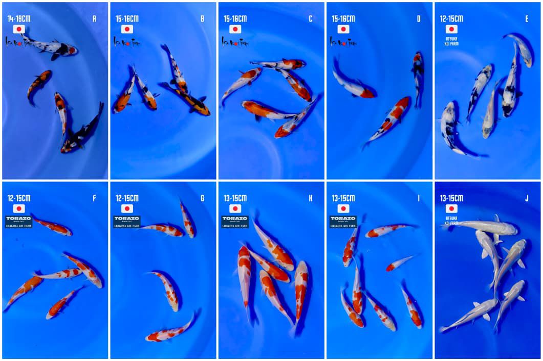 Lelang Koi Online, Jual Beli Ikan Koi, Pasar Koi Terbaik, Agen Lelang Koi, Penawaran Koi Berkualitas, Harga Jual Koi, Lelang Ikan Koi Import, Beli Koi Online, Jual Koi Murah, Koi Showroom, Penjual Koi Terpercaya, Lelang Koi Jakarta, Jual Koi Lokal, Koi Kualitas Unggul, Harga Terbaik Koi, Jual Koi Indukan, Lelang Ikan Hias Koi, Pasar Koi Indonesia, Beli Koi Berkualitas Tinggi, Koi Farm Terbesar, Jual Beli Koi Impor, Lelang Ikan Koi Kualitas Premium, Daftar Harga Koi Terbaru, Pusat Jual Beli Koi, Info Lelang Koi Hari Ini.