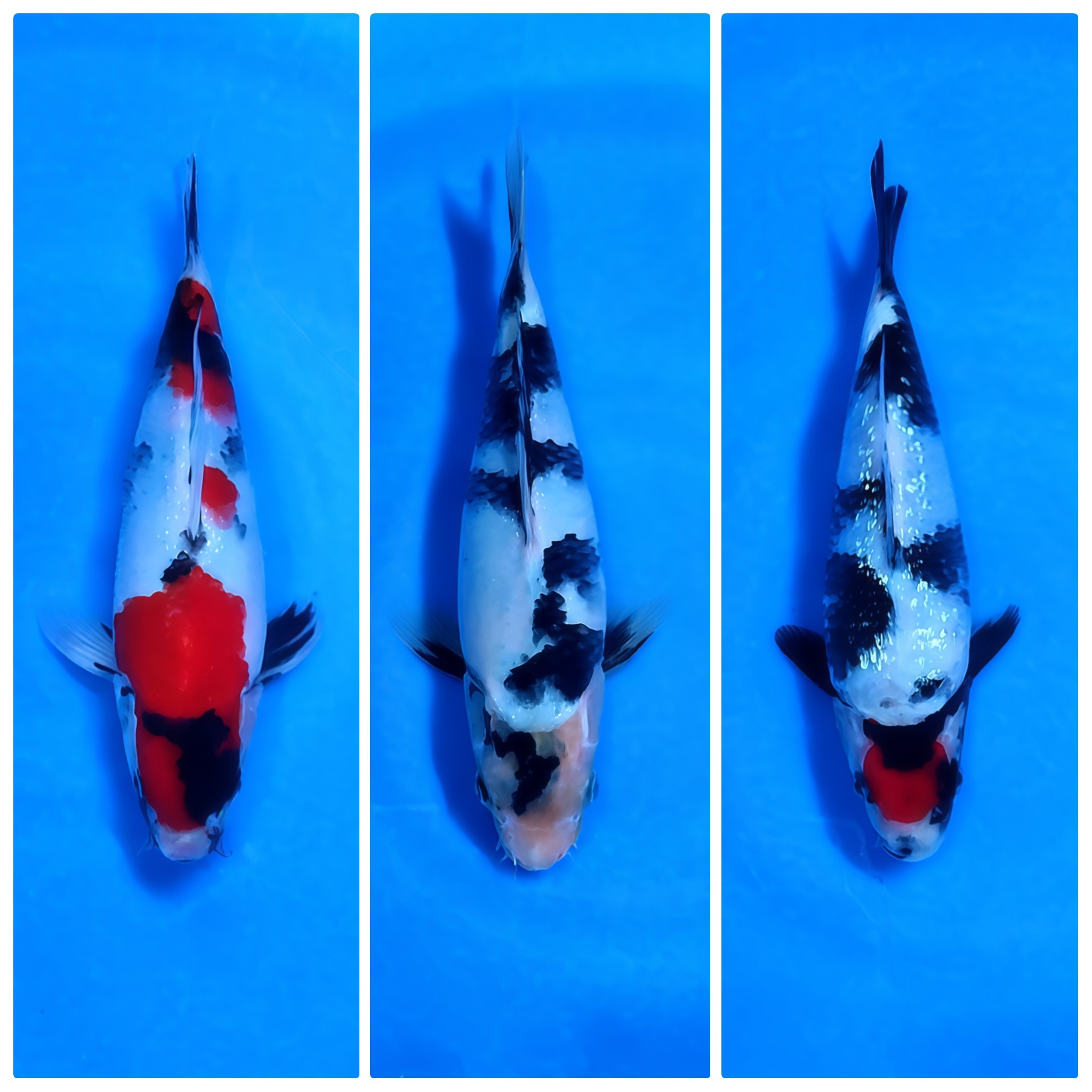 Lelang Koi Online, Jual Beli Ikan Koi, Pasar Koi Terbaik, Agen Lelang Koi, Penawaran Koi Berkualitas, Harga Jual Koi, Lelang Ikan Koi Import, Beli Koi Online, Jual Koi Murah, Koi Showroom, Penjual Koi Terpercaya, Lelang Koi Jakarta, Jual Koi Lokal, Koi Kualitas Unggul, Harga Terbaik Koi, Jual Koi Indukan, Lelang Ikan Hias Koi, Pasar Koi Indonesia, Beli Koi Berkualitas Tinggi, Koi Farm Terbesar, Jual Beli Koi Impor, Lelang Ikan Koi Kualitas Premium, Daftar Harga Koi Terbaru, Pusat Jual Beli Koi, Info Lelang Koi Hari Ini.