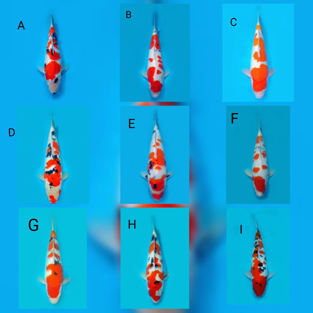 Lelang Koi Online, Jual Beli Ikan Koi, Pasar Koi Terbaik, Agen Lelang Koi, Penawaran Koi Berkualitas, Harga Jual Koi, Lelang Ikan Koi Import, Beli Koi Online, Jual Koi Murah, Koi Showroom, Penjual Koi Terpercaya, Lelang Koi Jakarta, Jual Koi Lokal, Koi Kualitas Unggul, Harga Terbaik Koi, Jual Koi Indukan, Lelang Ikan Hias Koi, Pasar Koi Indonesia, Beli Koi Berkualitas Tinggi, Koi Farm Terbesar, Jual Beli Koi Impor, Lelang Ikan Koi Kualitas Premium, Daftar Harga Koi Terbaru, Pusat Jual Beli Koi, Info Lelang Koi Hari Ini.