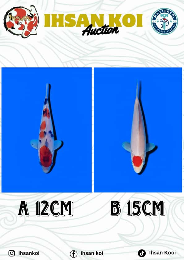 Lelang Koi Online, Jual Beli Ikan Koi, Pasar Koi Terbaik, Agen Lelang Koi, Penawaran Koi Berkualitas, Harga Jual Koi, Lelang Ikan Koi Import, Beli Koi Online, Jual Koi Murah, Koi Showroom, Penjual Koi Terpercaya, Lelang Koi Jakarta, Jual Koi Lokal, Koi Kualitas Unggul, Harga Terbaik Koi, Jual Koi Indukan, Lelang Ikan Hias Koi, Pasar Koi Indonesia, Beli Koi Berkualitas Tinggi, Koi Farm Terbesar, Jual Beli Koi Impor, Lelang Ikan Koi Kualitas Premium, Daftar Harga Koi Terbaru, Pusat Jual Beli Koi, Info Lelang Koi Hari Ini.