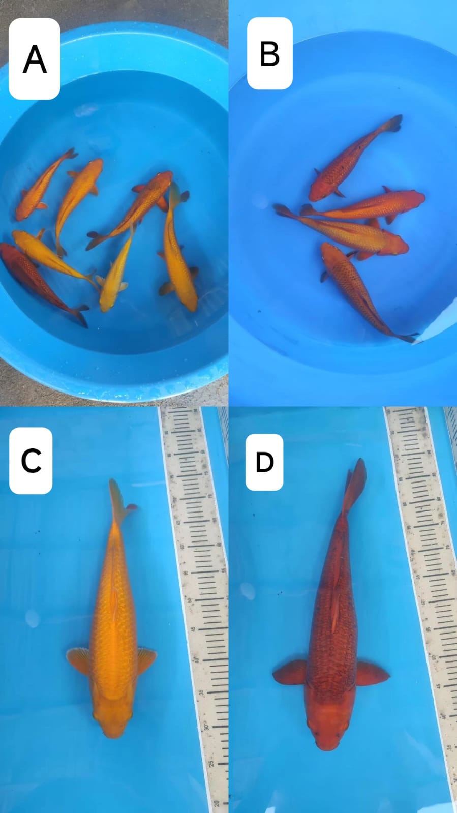 Lelang Koi Online, Jual Beli Ikan Koi, Pasar Koi Terbaik, Agen Lelang Koi, Penawaran Koi Berkualitas, Harga Jual Koi, Lelang Ikan Koi Import, Beli Koi Online, Jual Koi Murah, Koi Showroom, Penjual Koi Terpercaya, Lelang Koi Jakarta, Jual Koi Lokal, Koi Kualitas Unggul, Harga Terbaik Koi, Jual Koi Indukan, Lelang Ikan Hias Koi, Pasar Koi Indonesia, Beli Koi Berkualitas Tinggi, Koi Farm Terbesar, Jual Beli Koi Impor, Lelang Ikan Koi Kualitas Premium, Daftar Harga Koi Terbaru, Pusat Jual Beli Koi, Info Lelang Koi Hari Ini.