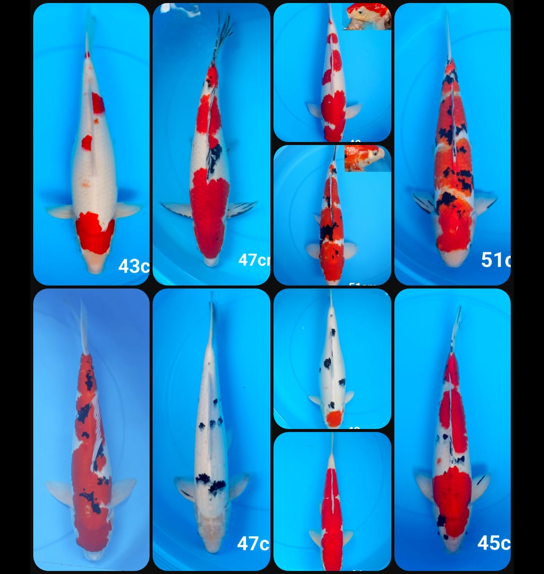 Lelang Koi Online, Jual Beli Ikan Koi, Pasar Koi Terbaik, Agen Lelang Koi, Penawaran Koi Berkualitas, Harga Jual Koi, Lelang Ikan Koi Import, Beli Koi Online, Jual Koi Murah, Koi Showroom, Penjual Koi Terpercaya, Lelang Koi Jakarta, Jual Koi Lokal, Koi Kualitas Unggul, Harga Terbaik Koi, Jual Koi Indukan, Lelang Ikan Hias Koi, Pasar Koi Indonesia, Beli Koi Berkualitas Tinggi, Koi Farm Terbesar, Jual Beli Koi Impor, Lelang Ikan Koi Kualitas Premium, Daftar Harga Koi Terbaru, Pusat Jual Beli Koi, Info Lelang Koi Hari Ini.