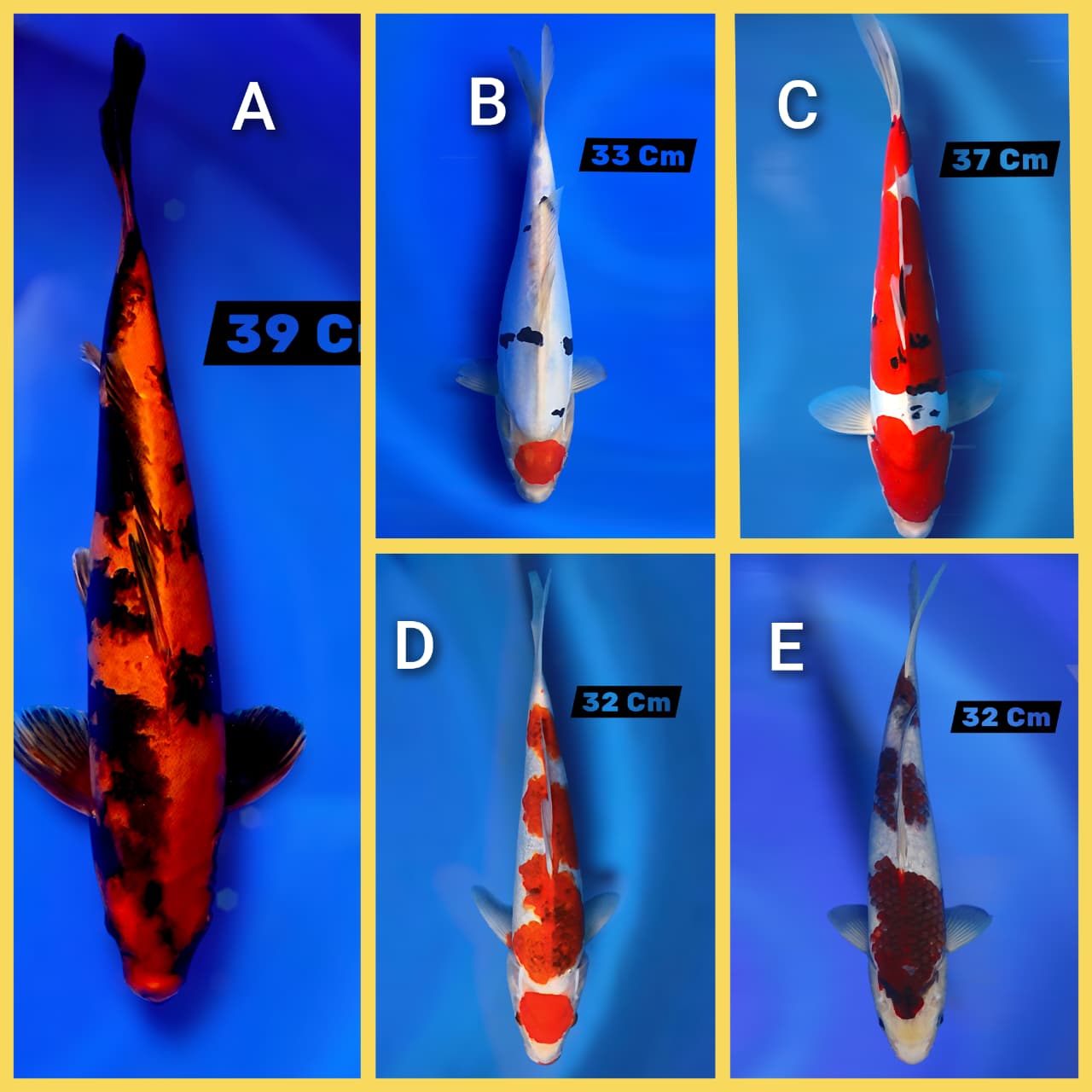 Lelang Koi Online, Jual Beli Ikan Koi, Pasar Koi Terbaik, Agen Lelang Koi, Penawaran Koi Berkualitas, Harga Jual Koi, Lelang Ikan Koi Import, Beli Koi Online, Jual Koi Murah, Koi Showroom, Penjual Koi Terpercaya, Lelang Koi Jakarta, Jual Koi Lokal, Koi Kualitas Unggul, Harga Terbaik Koi, Jual Koi Indukan, Lelang Ikan Hias Koi, Pasar Koi Indonesia, Beli Koi Berkualitas Tinggi, Koi Farm Terbesar, Jual Beli Koi Impor, Lelang Ikan Koi Kualitas Premium, Daftar Harga Koi Terbaru, Pusat Jual Beli Koi, Info Lelang Koi Hari Ini.