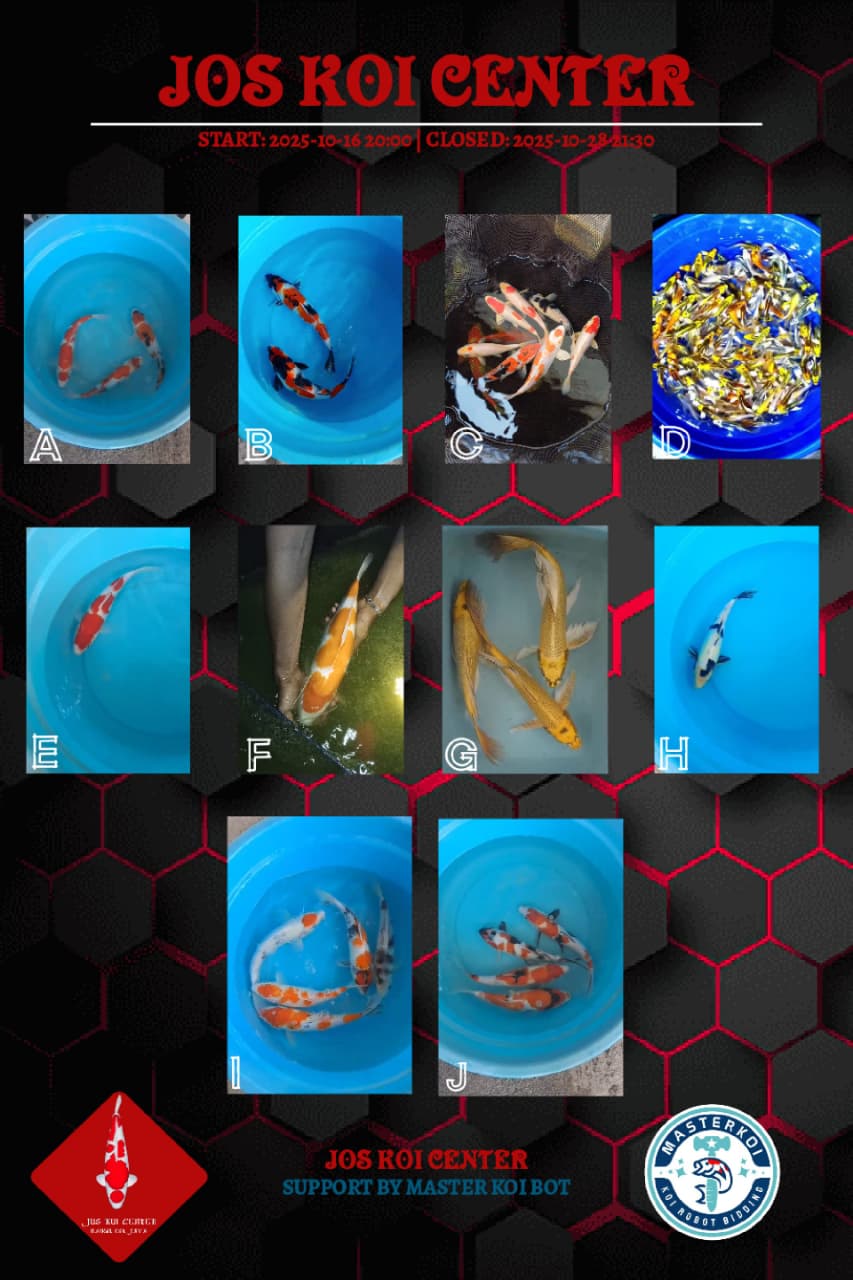 Lelang Koi Online, Jual Beli Ikan Koi, Pasar Koi Terbaik, Agen Lelang Koi, Penawaran Koi Berkualitas, Harga Jual Koi, Lelang Ikan Koi Import, Beli Koi Online, Jual Koi Murah, Koi Showroom, Penjual Koi Terpercaya, Lelang Koi Jakarta, Jual Koi Lokal, Koi Kualitas Unggul, Harga Terbaik Koi, Jual Koi Indukan, Lelang Ikan Hias Koi, Pasar Koi Indonesia, Beli Koi Berkualitas Tinggi, Koi Farm Terbesar, Jual Beli Koi Impor, Lelang Ikan Koi Kualitas Premium, Daftar Harga Koi Terbaru, Pusat Jual Beli Koi, Info Lelang Koi Hari Ini.