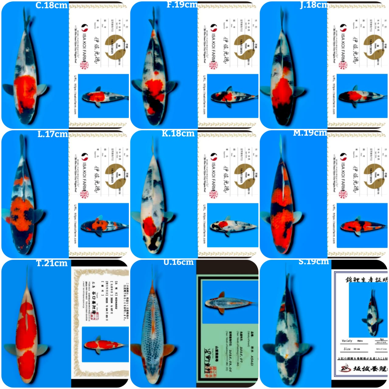 Lelang Koi Online, Jual Beli Ikan Koi, Pasar Koi Terbaik, Agen Lelang Koi, Penawaran Koi Berkualitas, Harga Jual Koi, Lelang Ikan Koi Import, Beli Koi Online, Jual Koi Murah, Koi Showroom, Penjual Koi Terpercaya, Lelang Koi Jakarta, Jual Koi Lokal, Koi Kualitas Unggul, Harga Terbaik Koi, Jual Koi Indukan, Lelang Ikan Hias Koi, Pasar Koi Indonesia, Beli Koi Berkualitas Tinggi, Koi Farm Terbesar, Jual Beli Koi Impor, Lelang Ikan Koi Kualitas Premium, Daftar Harga Koi Terbaru, Pusat Jual Beli Koi, Info Lelang Koi Hari Ini.