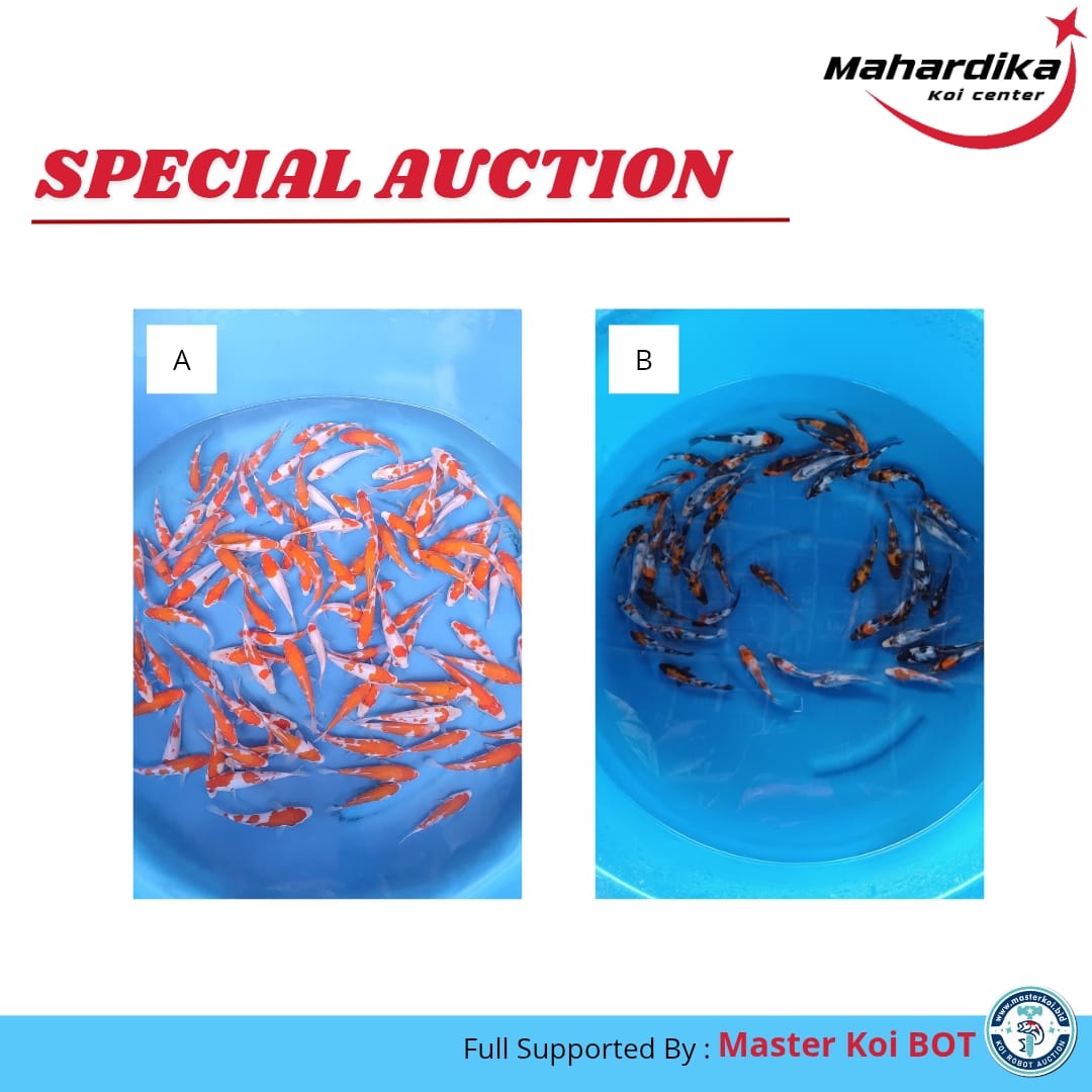 Lelang Koi Online, Jual Beli Ikan Koi, Pasar Koi Terbaik, Agen Lelang Koi, Penawaran Koi Berkualitas, Harga Jual Koi, Lelang Ikan Koi Import, Beli Koi Online, Jual Koi Murah, Koi Showroom, Penjual Koi Terpercaya, Lelang Koi Jakarta, Jual Koi Lokal, Koi Kualitas Unggul, Harga Terbaik Koi, Jual Koi Indukan, Lelang Ikan Hias Koi, Pasar Koi Indonesia, Beli Koi Berkualitas Tinggi, Koi Farm Terbesar, Jual Beli Koi Impor, Lelang Ikan Koi Kualitas Premium, Daftar Harga Koi Terbaru, Pusat Jual Beli Koi, Info Lelang Koi Hari Ini.