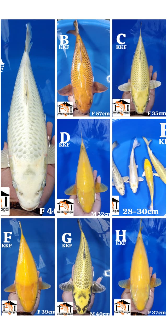 Lelang Koi Online, Jual Beli Ikan Koi, Pasar Koi Terbaik, Agen Lelang Koi, Penawaran Koi Berkualitas, Harga Jual Koi, Lelang Ikan Koi Import, Beli Koi Online, Jual Koi Murah, Koi Showroom, Penjual Koi Terpercaya, Lelang Koi Jakarta, Jual Koi Lokal, Koi Kualitas Unggul, Harga Terbaik Koi, Jual Koi Indukan, Lelang Ikan Hias Koi, Pasar Koi Indonesia, Beli Koi Berkualitas Tinggi, Koi Farm Terbesar, Jual Beli Koi Impor, Lelang Ikan Koi Kualitas Premium, Daftar Harga Koi Terbaru, Pusat Jual Beli Koi, Info Lelang Koi Hari Ini.