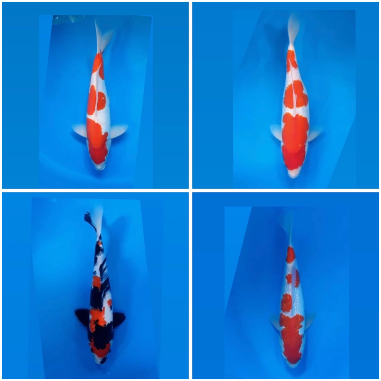 Lelang Koi Online, Jual Beli Ikan Koi, Pasar Koi Terbaik, Agen Lelang Koi, Penawaran Koi Berkualitas, Harga Jual Koi, Lelang Ikan Koi Import, Beli Koi Online, Jual Koi Murah, Koi Showroom, Penjual Koi Terpercaya, Lelang Koi Jakarta, Jual Koi Lokal, Koi Kualitas Unggul, Harga Terbaik Koi, Jual Koi Indukan, Lelang Ikan Hias Koi, Pasar Koi Indonesia, Beli Koi Berkualitas Tinggi, Koi Farm Terbesar, Jual Beli Koi Impor, Lelang Ikan Koi Kualitas Premium, Daftar Harga Koi Terbaru, Pusat Jual Beli Koi, Info Lelang Koi Hari Ini.