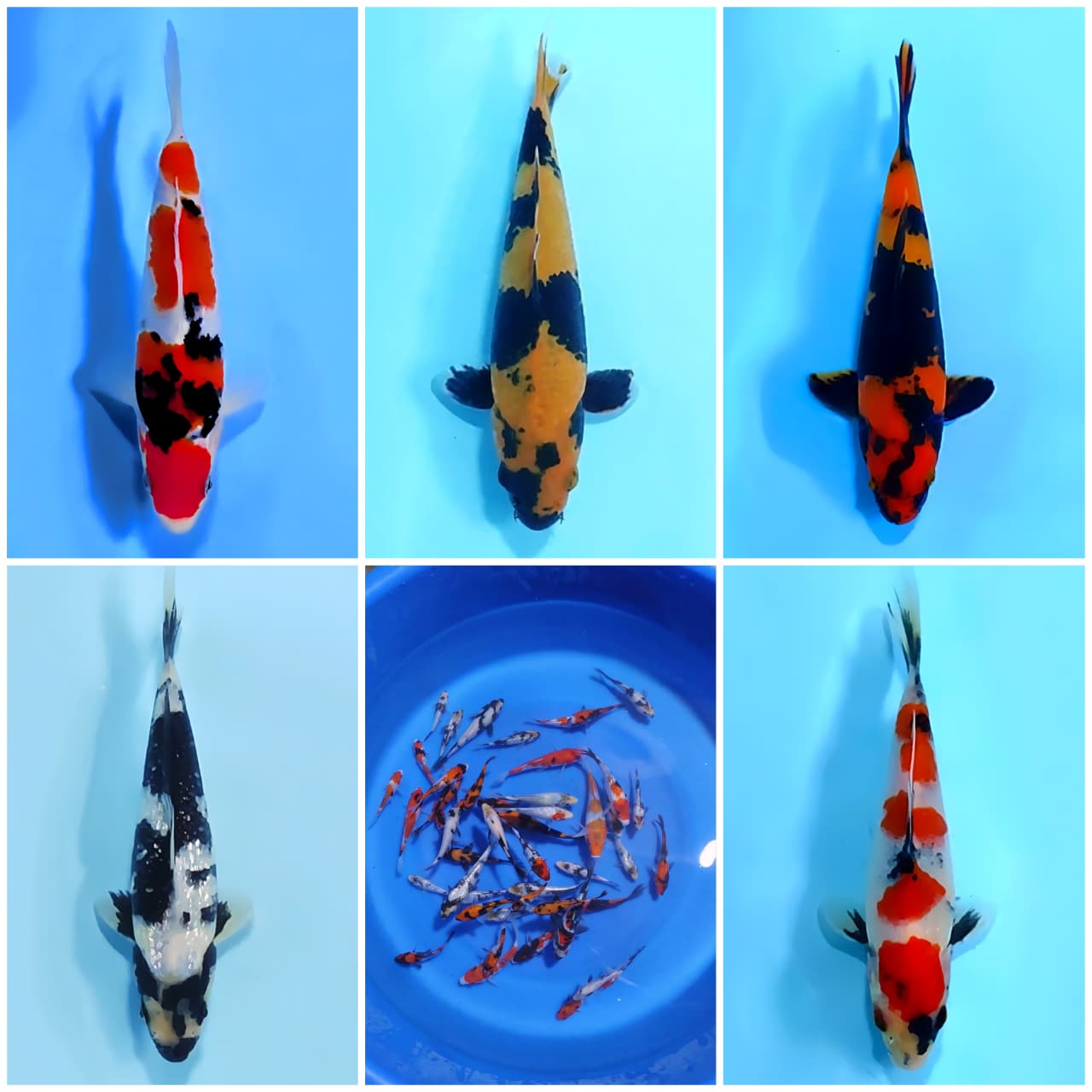 Lelang Koi Online, Jual Beli Ikan Koi, Pasar Koi Terbaik, Agen Lelang Koi, Penawaran Koi Berkualitas, Harga Jual Koi, Lelang Ikan Koi Import, Beli Koi Online, Jual Koi Murah, Koi Showroom, Penjual Koi Terpercaya, Lelang Koi Jakarta, Jual Koi Lokal, Koi Kualitas Unggul, Harga Terbaik Koi, Jual Koi Indukan, Lelang Ikan Hias Koi, Pasar Koi Indonesia, Beli Koi Berkualitas Tinggi, Koi Farm Terbesar, Jual Beli Koi Impor, Lelang Ikan Koi Kualitas Premium, Daftar Harga Koi Terbaru, Pusat Jual Beli Koi, Info Lelang Koi Hari Ini.
