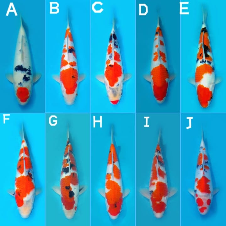 Lelang Koi Online, Jual Beli Ikan Koi, Pasar Koi Terbaik, Agen Lelang Koi, Penawaran Koi Berkualitas, Harga Jual Koi, Lelang Ikan Koi Import, Beli Koi Online, Jual Koi Murah, Koi Showroom, Penjual Koi Terpercaya, Lelang Koi Jakarta, Jual Koi Lokal, Koi Kualitas Unggul, Harga Terbaik Koi, Jual Koi Indukan, Lelang Ikan Hias Koi, Pasar Koi Indonesia, Beli Koi Berkualitas Tinggi, Koi Farm Terbesar, Jual Beli Koi Impor, Lelang Ikan Koi Kualitas Premium, Daftar Harga Koi Terbaru, Pusat Jual Beli Koi, Info Lelang Koi Hari Ini.
