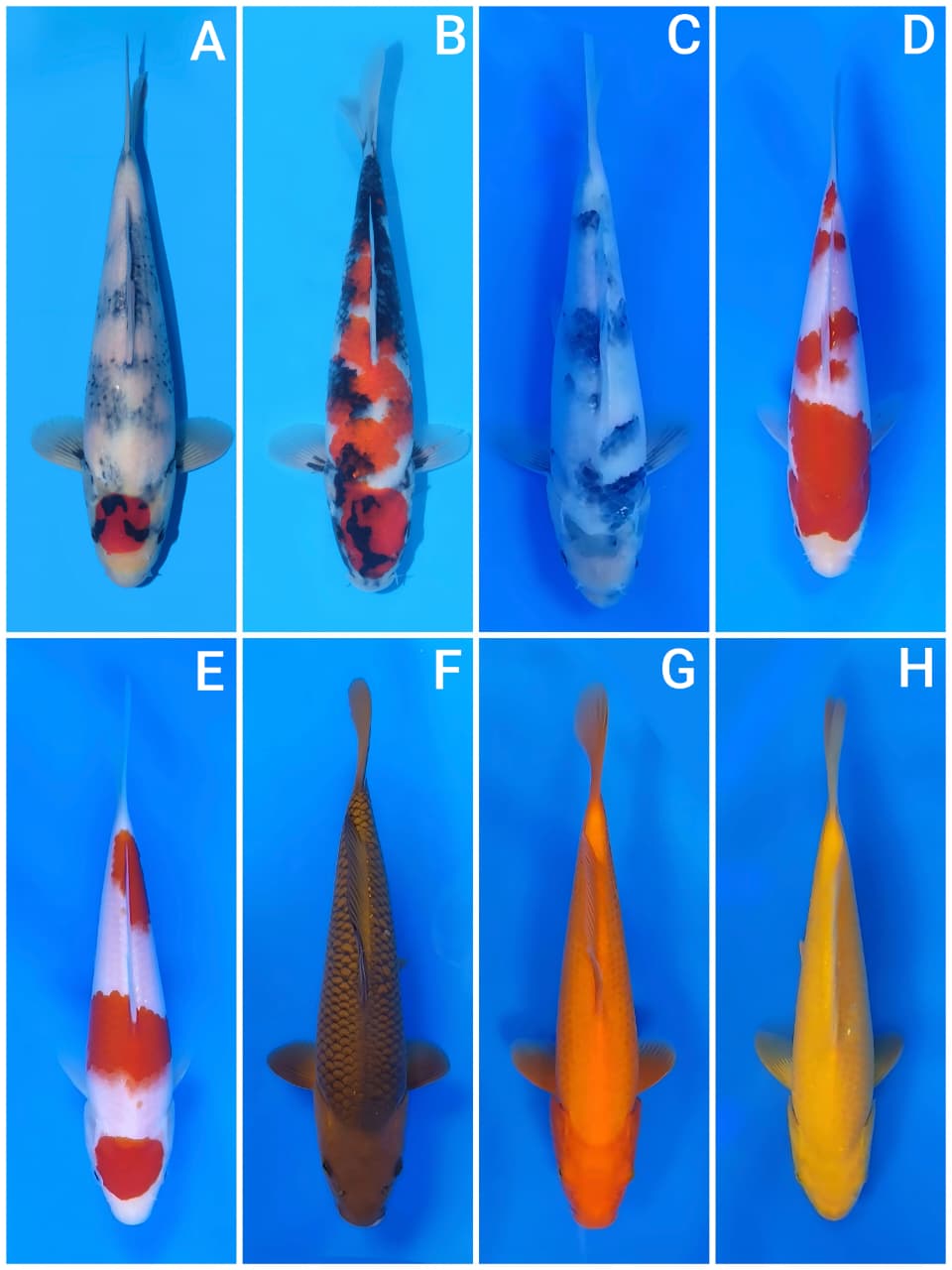 Lelang Koi Online, Jual Beli Ikan Koi, Pasar Koi Terbaik, Agen Lelang Koi, Penawaran Koi Berkualitas, Harga Jual Koi, Lelang Ikan Koi Import, Beli Koi Online, Jual Koi Murah, Koi Showroom, Penjual Koi Terpercaya, Lelang Koi Jakarta, Jual Koi Lokal, Koi Kualitas Unggul, Harga Terbaik Koi, Jual Koi Indukan, Lelang Ikan Hias Koi, Pasar Koi Indonesia, Beli Koi Berkualitas Tinggi, Koi Farm Terbesar, Jual Beli Koi Impor, Lelang Ikan Koi Kualitas Premium, Daftar Harga Koi Terbaru, Pusat Jual Beli Koi, Info Lelang Koi Hari Ini.