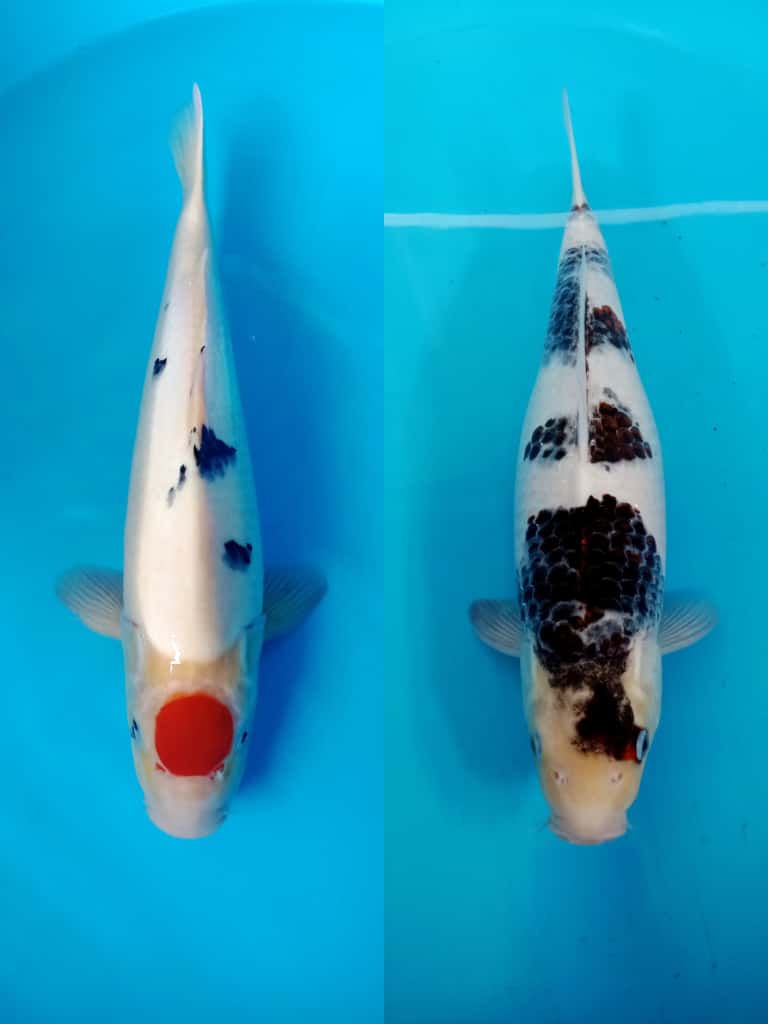 Lelang Koi Online, Jual Beli Ikan Koi, Pasar Koi Terbaik, Agen Lelang Koi, Penawaran Koi Berkualitas, Harga Jual Koi, Lelang Ikan Koi Import, Beli Koi Online, Jual Koi Murah, Koi Showroom, Penjual Koi Terpercaya, Lelang Koi Jakarta, Jual Koi Lokal, Koi Kualitas Unggul, Harga Terbaik Koi, Jual Koi Indukan, Lelang Ikan Hias Koi, Pasar Koi Indonesia, Beli Koi Berkualitas Tinggi, Koi Farm Terbesar, Jual Beli Koi Impor, Lelang Ikan Koi Kualitas Premium, Daftar Harga Koi Terbaru, Pusat Jual Beli Koi, Info Lelang Koi Hari Ini.