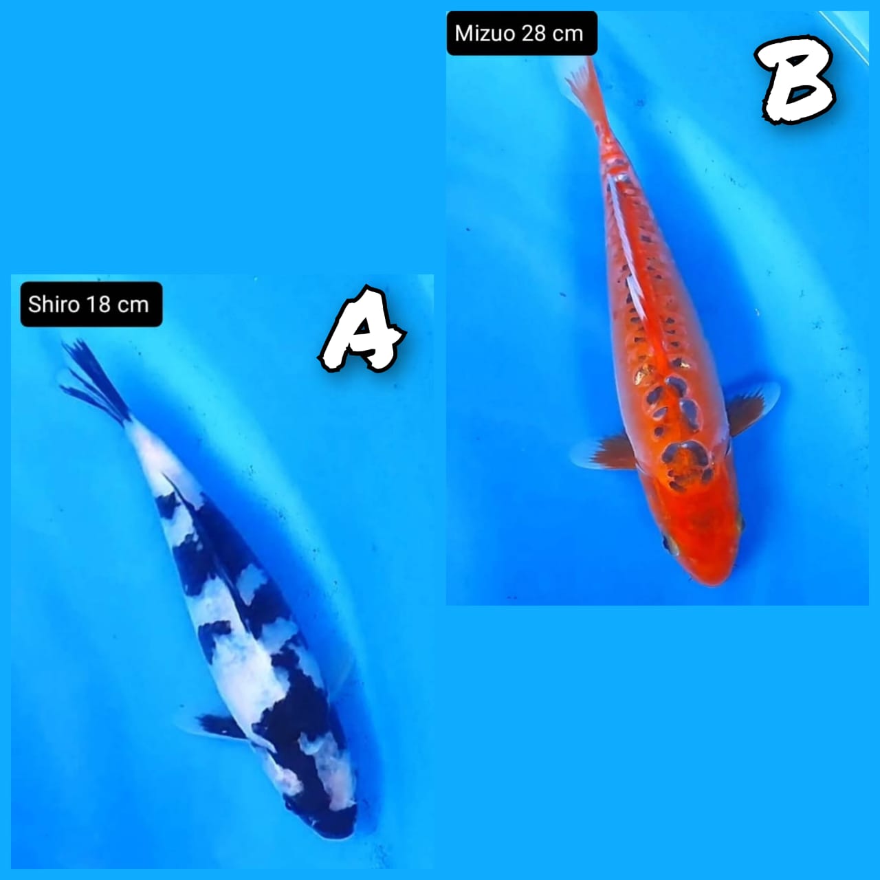 Lelang Koi Online, Jual Beli Ikan Koi, Pasar Koi Terbaik, Agen Lelang Koi, Penawaran Koi Berkualitas, Harga Jual Koi, Lelang Ikan Koi Import, Beli Koi Online, Jual Koi Murah, Koi Showroom, Penjual Koi Terpercaya, Lelang Koi Jakarta, Jual Koi Lokal, Koi Kualitas Unggul, Harga Terbaik Koi, Jual Koi Indukan, Lelang Ikan Hias Koi, Pasar Koi Indonesia, Beli Koi Berkualitas Tinggi, Koi Farm Terbesar, Jual Beli Koi Impor, Lelang Ikan Koi Kualitas Premium, Daftar Harga Koi Terbaru, Pusat Jual Beli Koi, Info Lelang Koi Hari Ini.