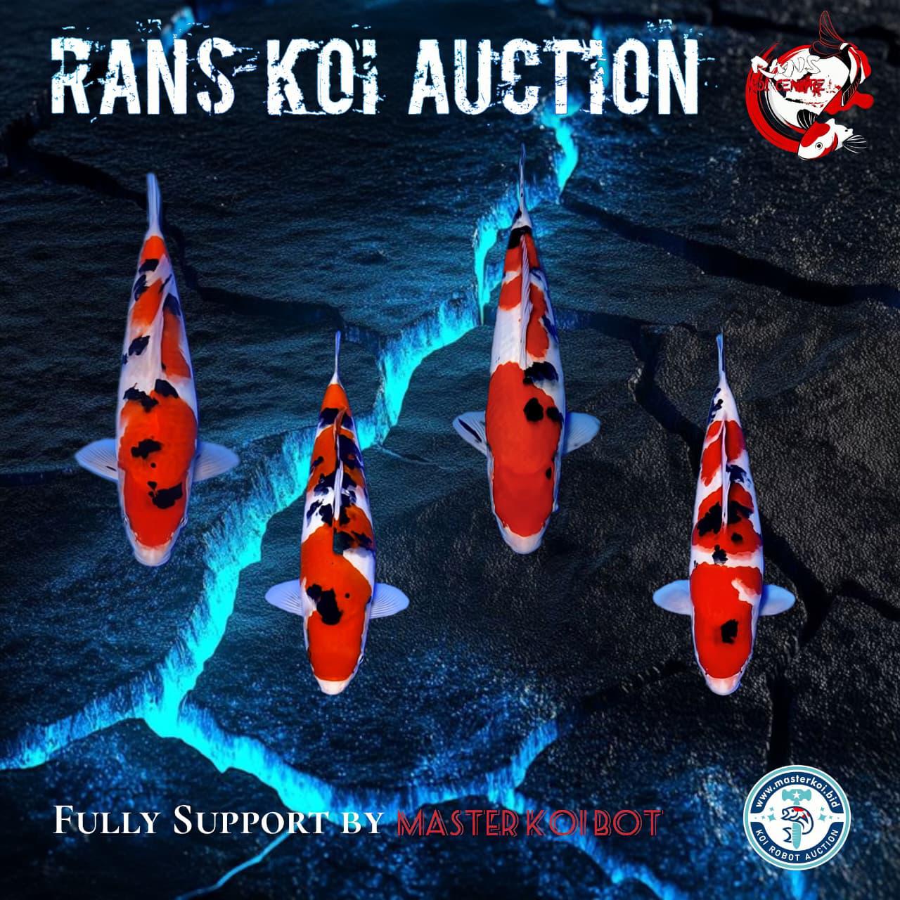 Lelang Koi Online, Jual Beli Ikan Koi, Pasar Koi Terbaik, Agen Lelang Koi, Penawaran Koi Berkualitas, Harga Jual Koi, Lelang Ikan Koi Import, Beli Koi Online, Jual Koi Murah, Koi Showroom, Penjual Koi Terpercaya, Lelang Koi Jakarta, Jual Koi Lokal, Koi Kualitas Unggul, Harga Terbaik Koi, Jual Koi Indukan, Lelang Ikan Hias Koi, Pasar Koi Indonesia, Beli Koi Berkualitas Tinggi, Koi Farm Terbesar, Jual Beli Koi Impor, Lelang Ikan Koi Kualitas Premium, Daftar Harga Koi Terbaru, Pusat Jual Beli Koi, Info Lelang Koi Hari Ini.