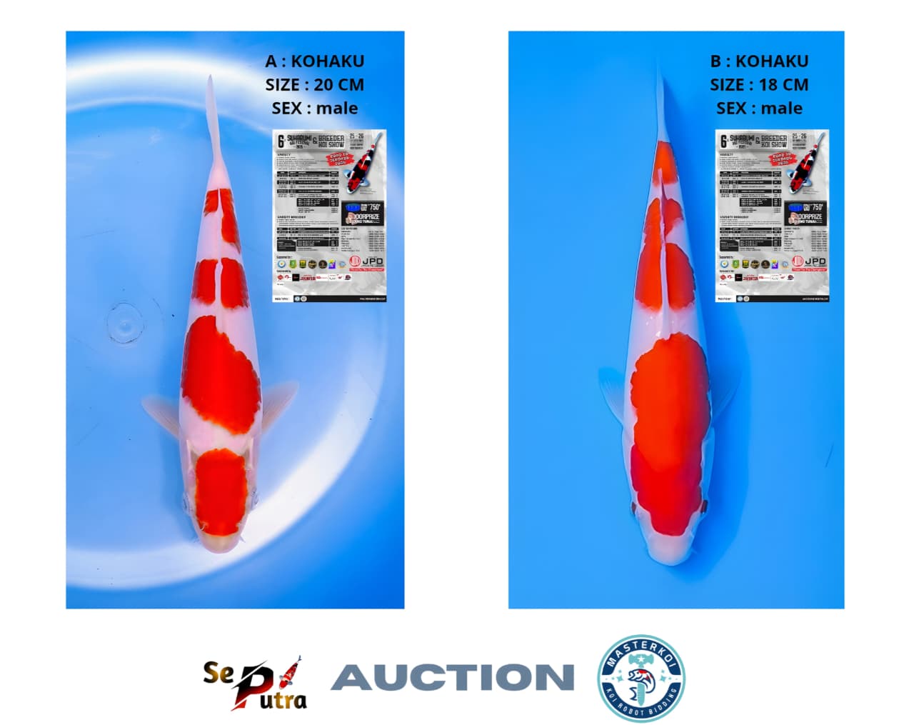 Lelang Koi Online, Jual Beli Ikan Koi, Pasar Koi Terbaik, Agen Lelang Koi, Penawaran Koi Berkualitas, Harga Jual Koi, Lelang Ikan Koi Import, Beli Koi Online, Jual Koi Murah, Koi Showroom, Penjual Koi Terpercaya, Lelang Koi Jakarta, Jual Koi Lokal, Koi Kualitas Unggul, Harga Terbaik Koi, Jual Koi Indukan, Lelang Ikan Hias Koi, Pasar Koi Indonesia, Beli Koi Berkualitas Tinggi, Koi Farm Terbesar, Jual Beli Koi Impor, Lelang Ikan Koi Kualitas Premium, Daftar Harga Koi Terbaru, Pusat Jual Beli Koi, Info Lelang Koi Hari Ini.