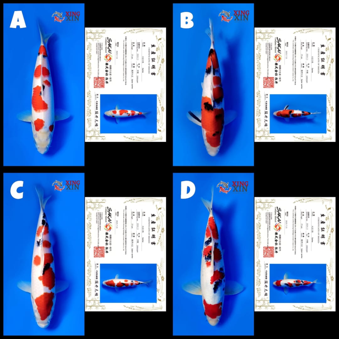 Lelang Koi Online, Jual Beli Ikan Koi, Pasar Koi Terbaik, Agen Lelang Koi, Penawaran Koi Berkualitas, Harga Jual Koi, Lelang Ikan Koi Import, Beli Koi Online, Jual Koi Murah, Koi Showroom, Penjual Koi Terpercaya, Lelang Koi Jakarta, Jual Koi Lokal, Koi Kualitas Unggul, Harga Terbaik Koi, Jual Koi Indukan, Lelang Ikan Hias Koi, Pasar Koi Indonesia, Beli Koi Berkualitas Tinggi, Koi Farm Terbesar, Jual Beli Koi Impor, Lelang Ikan Koi Kualitas Premium, Daftar Harga Koi Terbaru, Pusat Jual Beli Koi, Info Lelang Koi Hari Ini.