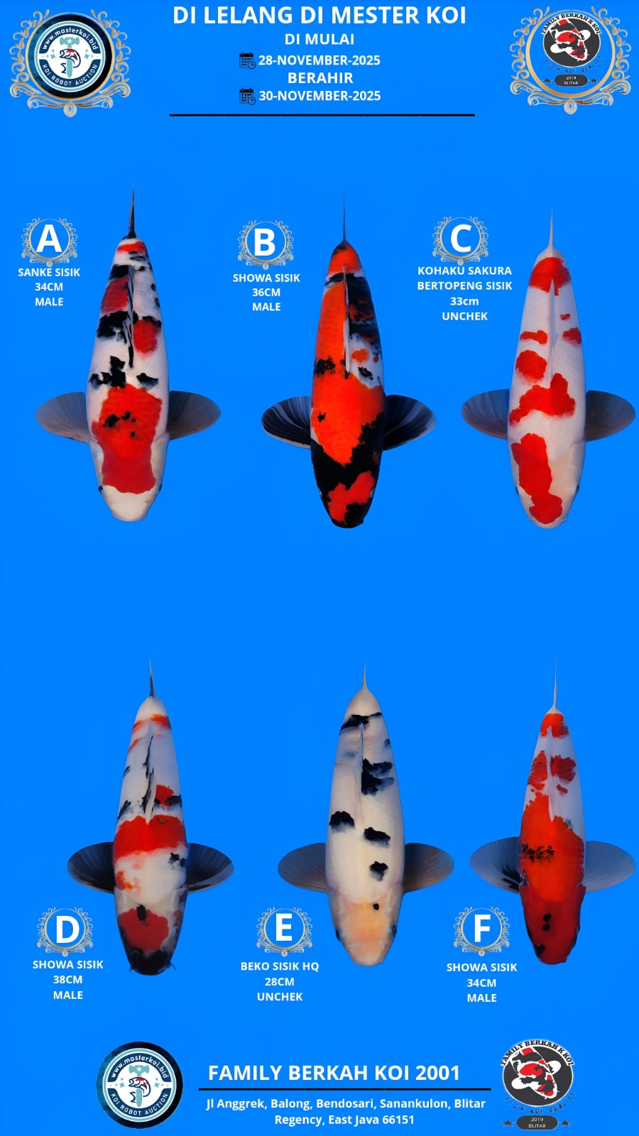 Lelang Koi Online, Jual Beli Ikan Koi, Pasar Koi Terbaik, Agen Lelang Koi, Penawaran Koi Berkualitas, Harga Jual Koi, Lelang Ikan Koi Import, Beli Koi Online, Jual Koi Murah, Koi Showroom, Penjual Koi Terpercaya, Lelang Koi Jakarta, Jual Koi Lokal, Koi Kualitas Unggul, Harga Terbaik Koi, Jual Koi Indukan, Lelang Ikan Hias Koi, Pasar Koi Indonesia, Beli Koi Berkualitas Tinggi, Koi Farm Terbesar, Jual Beli Koi Impor, Lelang Ikan Koi Kualitas Premium, Daftar Harga Koi Terbaru, Pusat Jual Beli Koi, Info Lelang Koi Hari Ini.