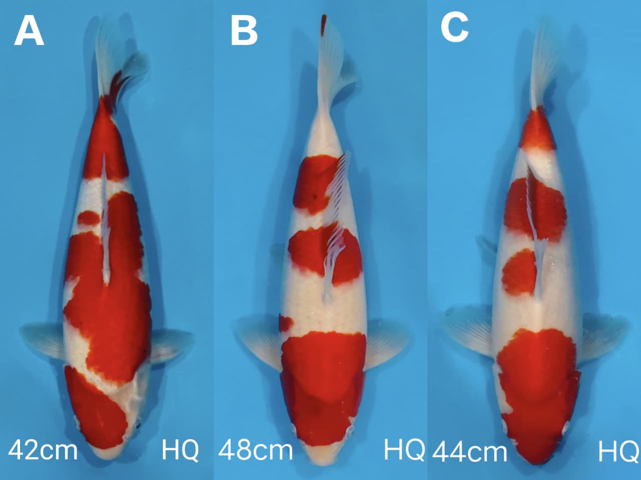 Lelang Koi Online, Jual Beli Ikan Koi, Pasar Koi Terbaik, Agen Lelang Koi, Penawaran Koi Berkualitas, Harga Jual Koi, Lelang Ikan Koi Import, Beli Koi Online, Jual Koi Murah, Koi Showroom, Penjual Koi Terpercaya, Lelang Koi Jakarta, Jual Koi Lokal, Koi Kualitas Unggul, Harga Terbaik Koi, Jual Koi Indukan, Lelang Ikan Hias Koi, Pasar Koi Indonesia, Beli Koi Berkualitas Tinggi, Koi Farm Terbesar, Jual Beli Koi Impor, Lelang Ikan Koi Kualitas Premium, Daftar Harga Koi Terbaru, Pusat Jual Beli Koi, Info Lelang Koi Hari Ini.